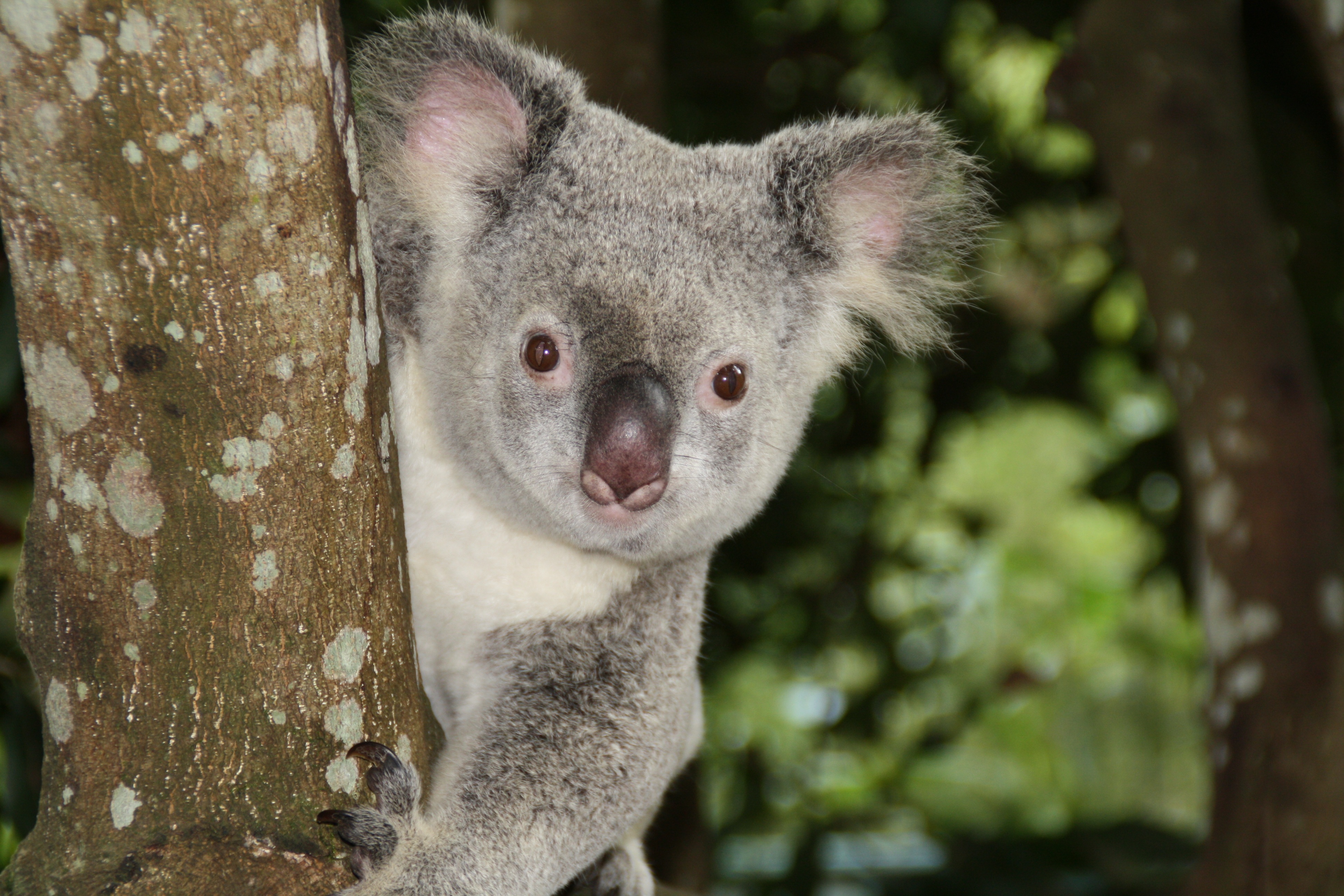 澳大利亚一只灰色考拉盯着摄影师，并爬上了一棵树