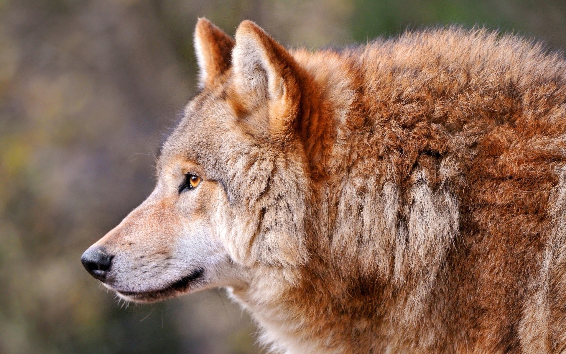 Free photo A wolf with red hair