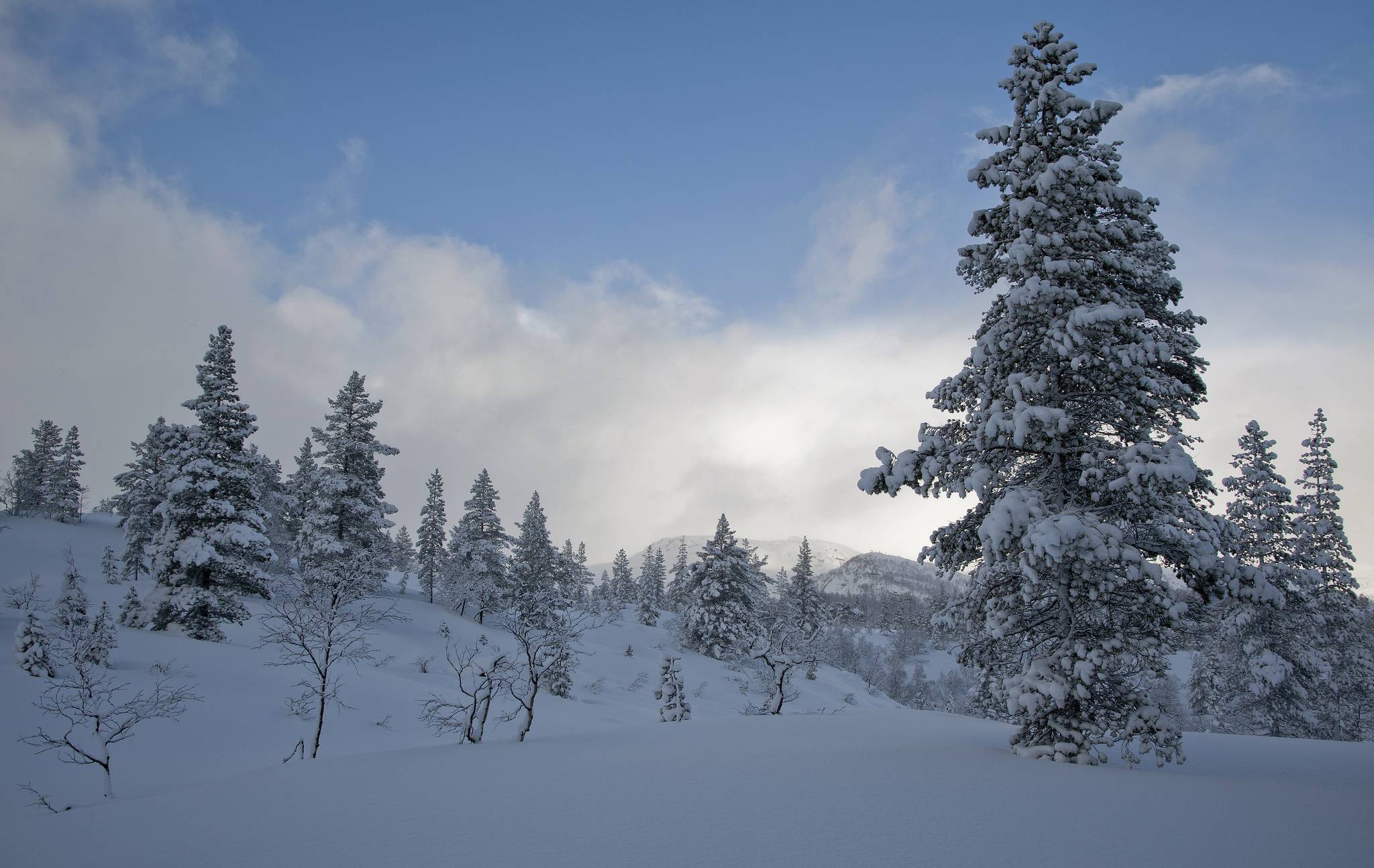 Wallpapers snowdrifts winter snow on trees on the desktop