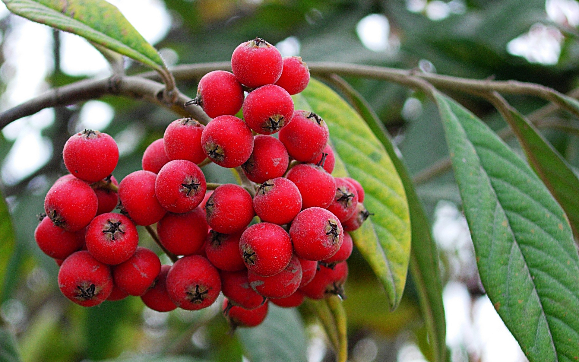 Free photo Red berries on a tree branch