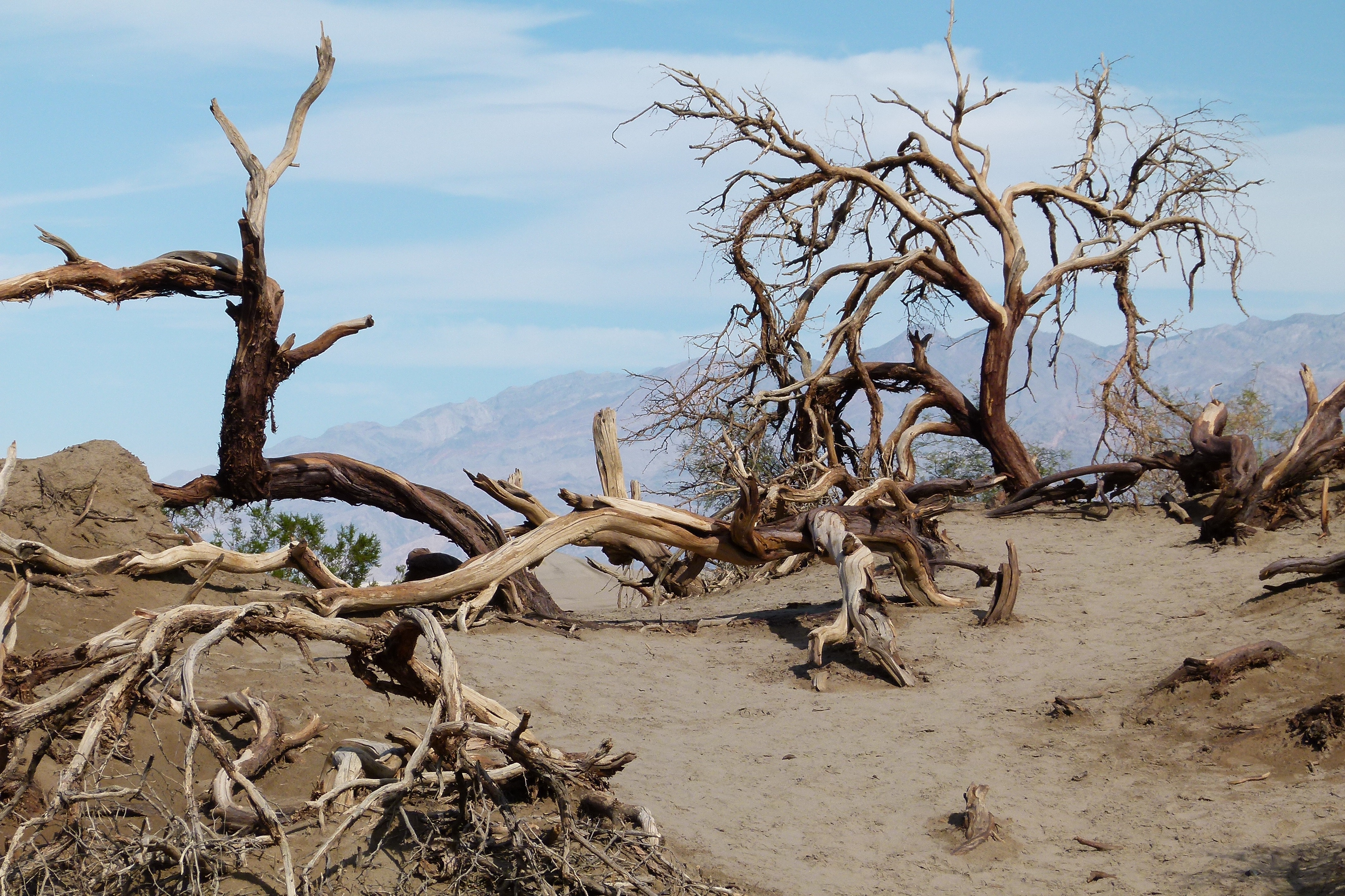 Free photo Dry snags in the desert