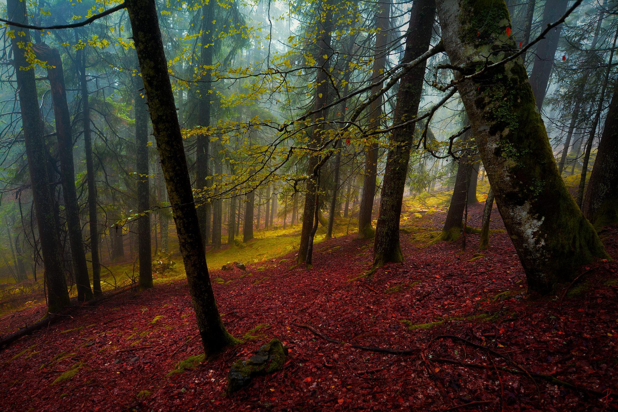 Wallpapers nature forest autumn forest on the desktop