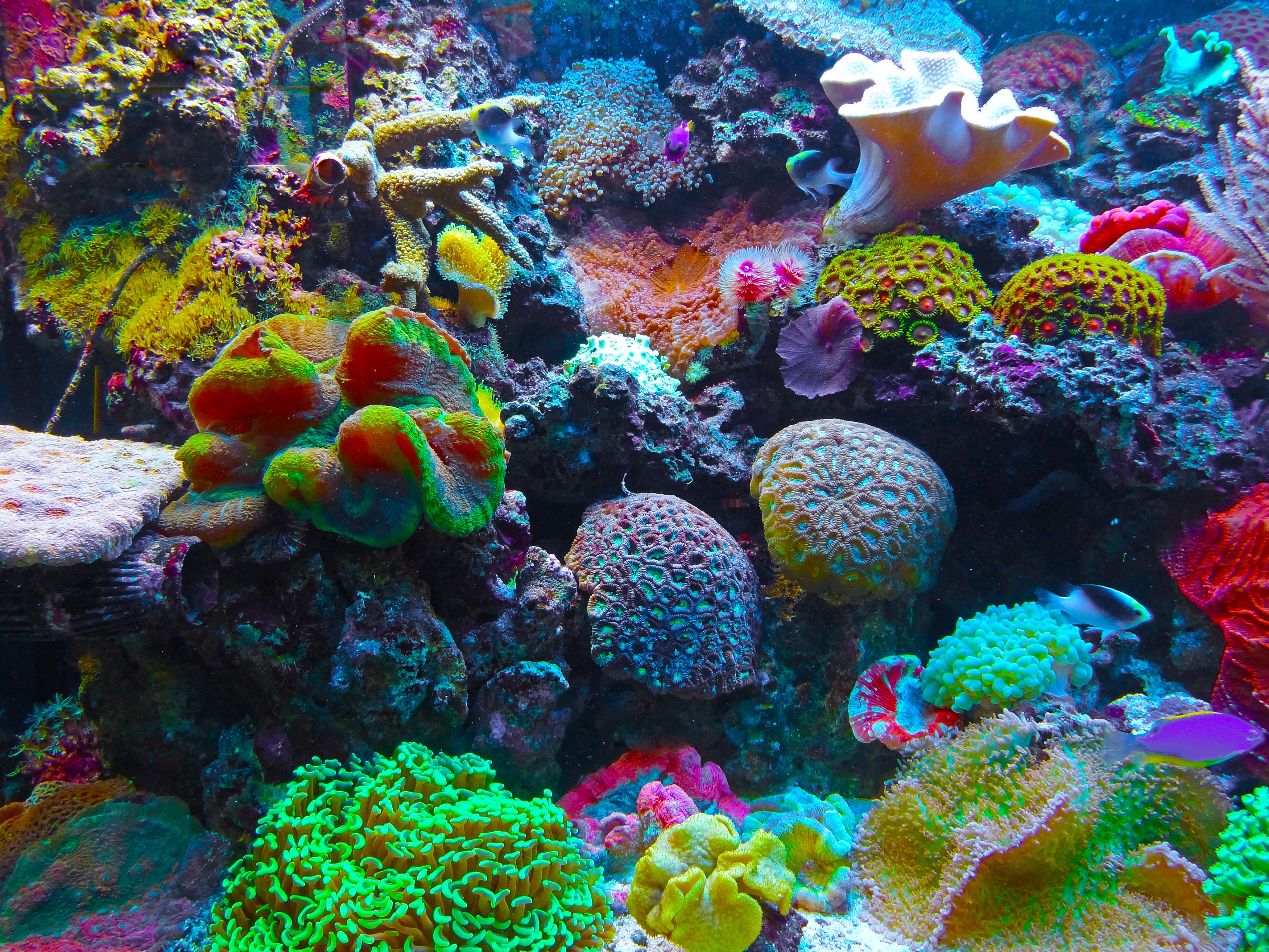 Wallpapers sea biology coral on the desktop