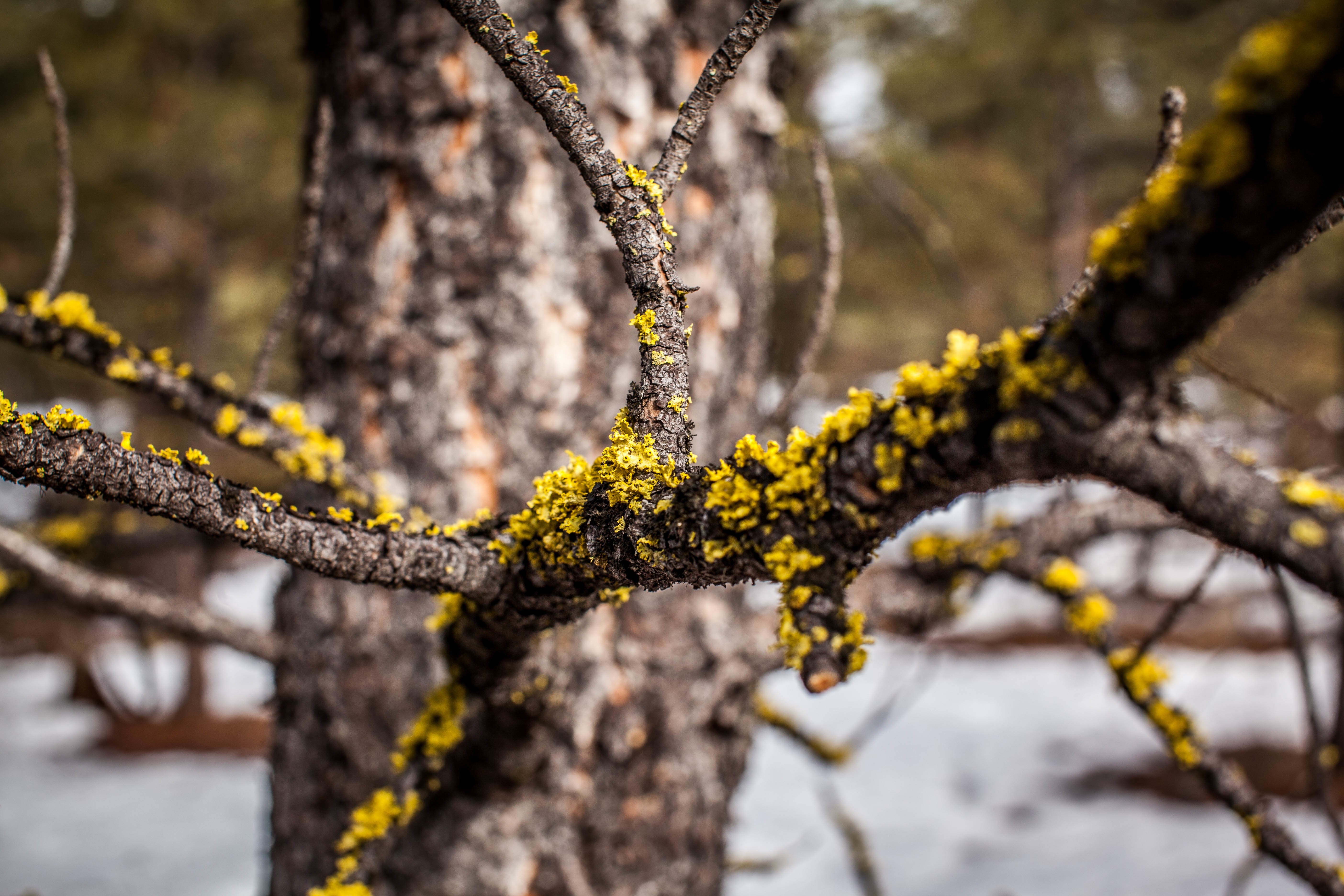 Free photo Green mold on tree branches