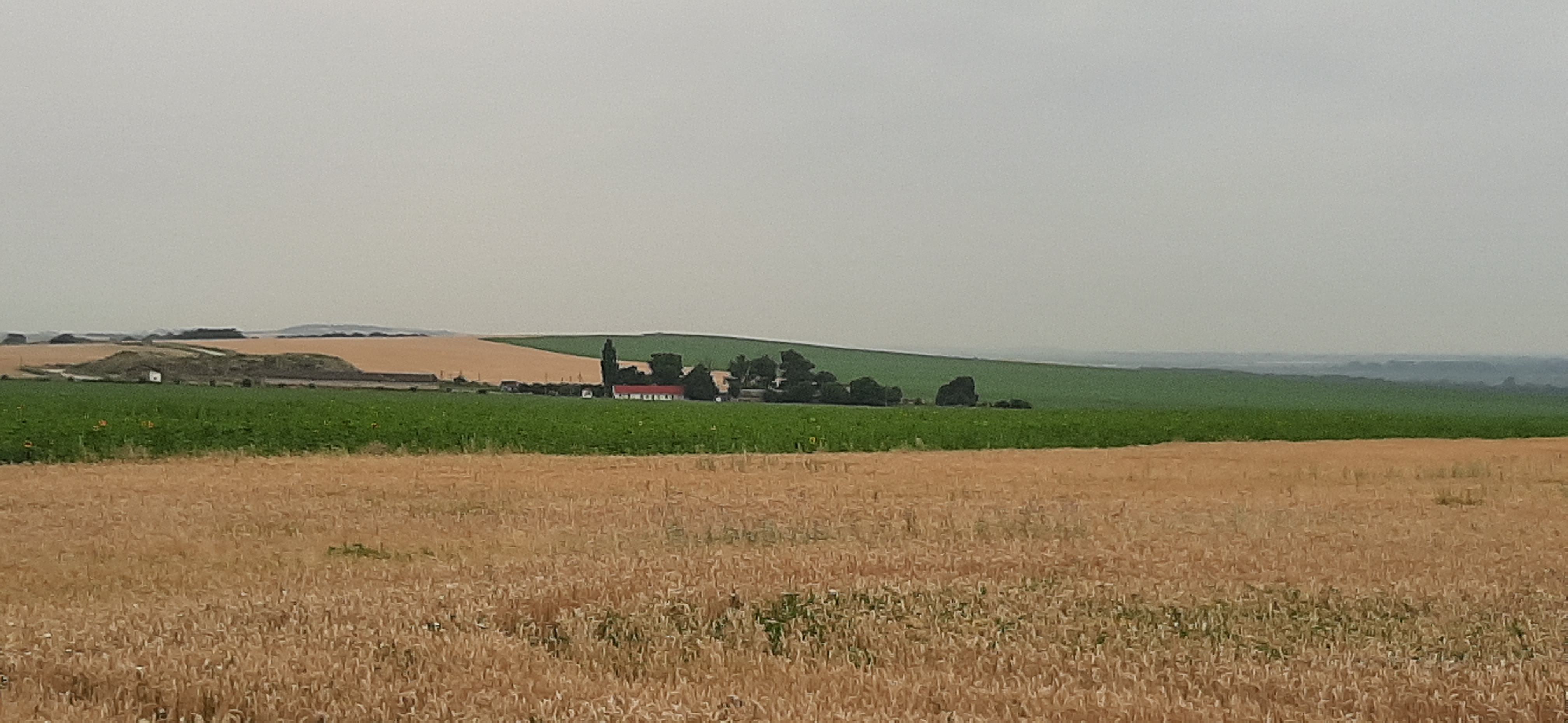 免费照片一个大的、美丽的小麦草场