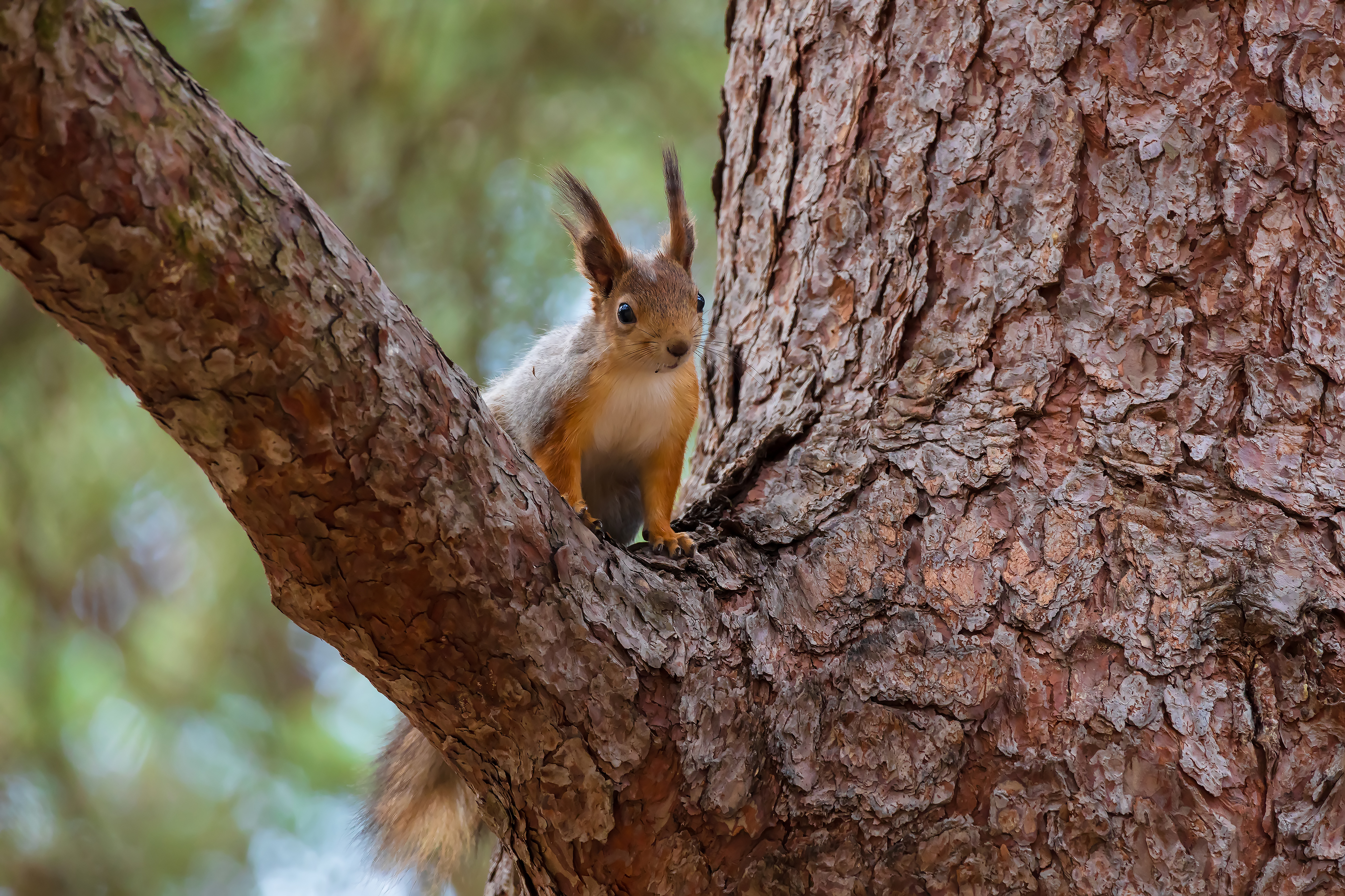 Squirrel on a pine tree