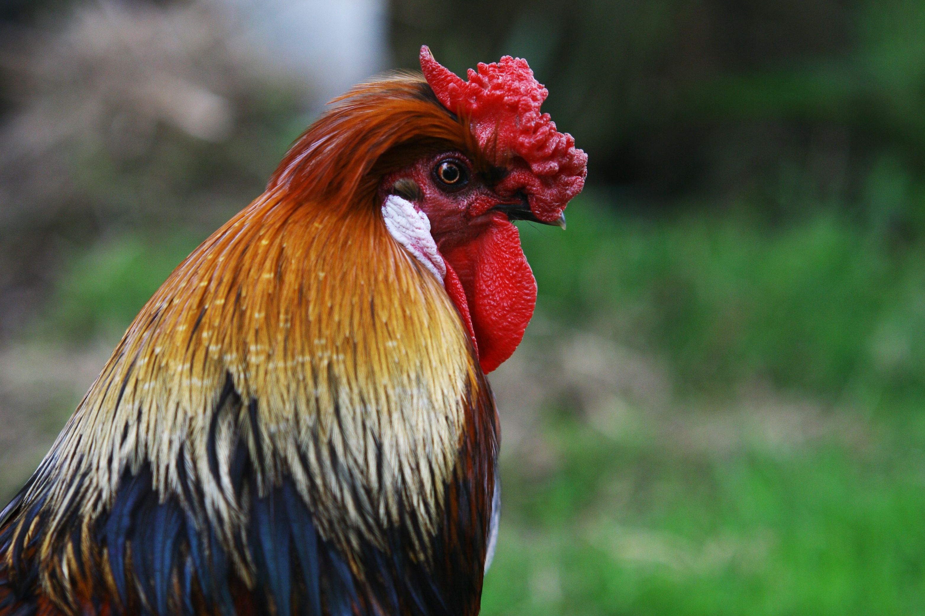 Free photo The rooster bird