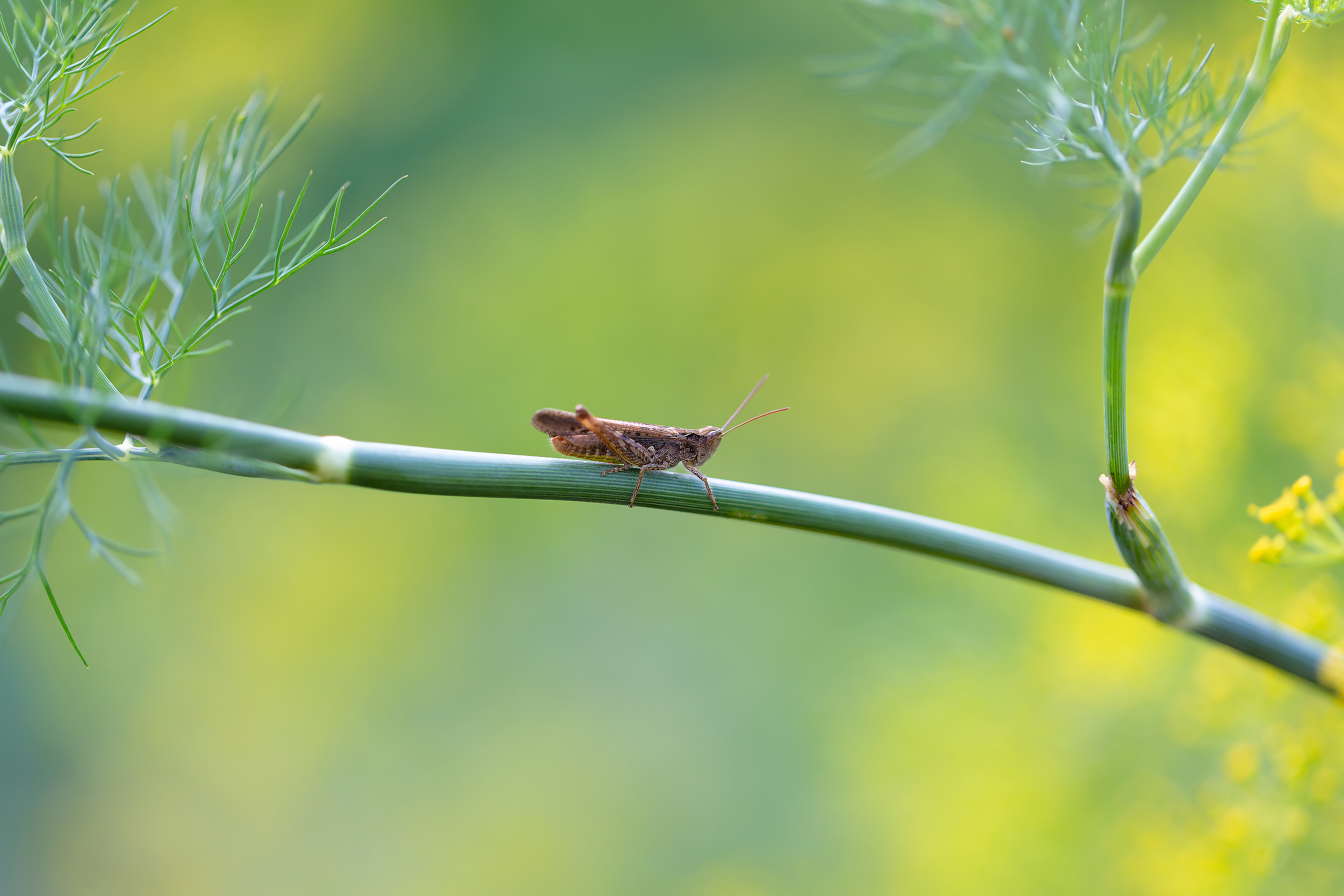 免费照片莳萝茎上的蝗虫