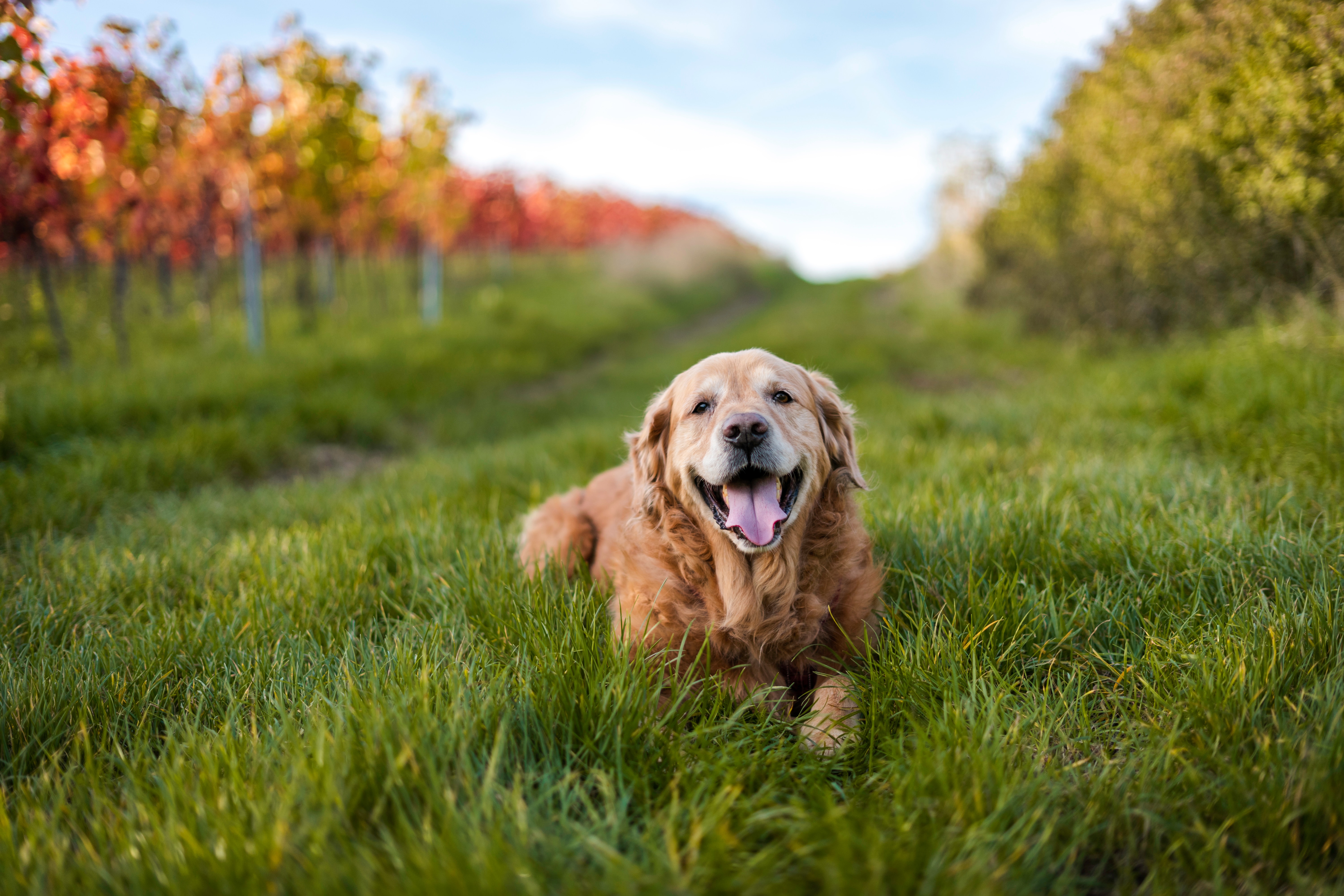 免费照片大自然中快乐的拉布拉多猎犬