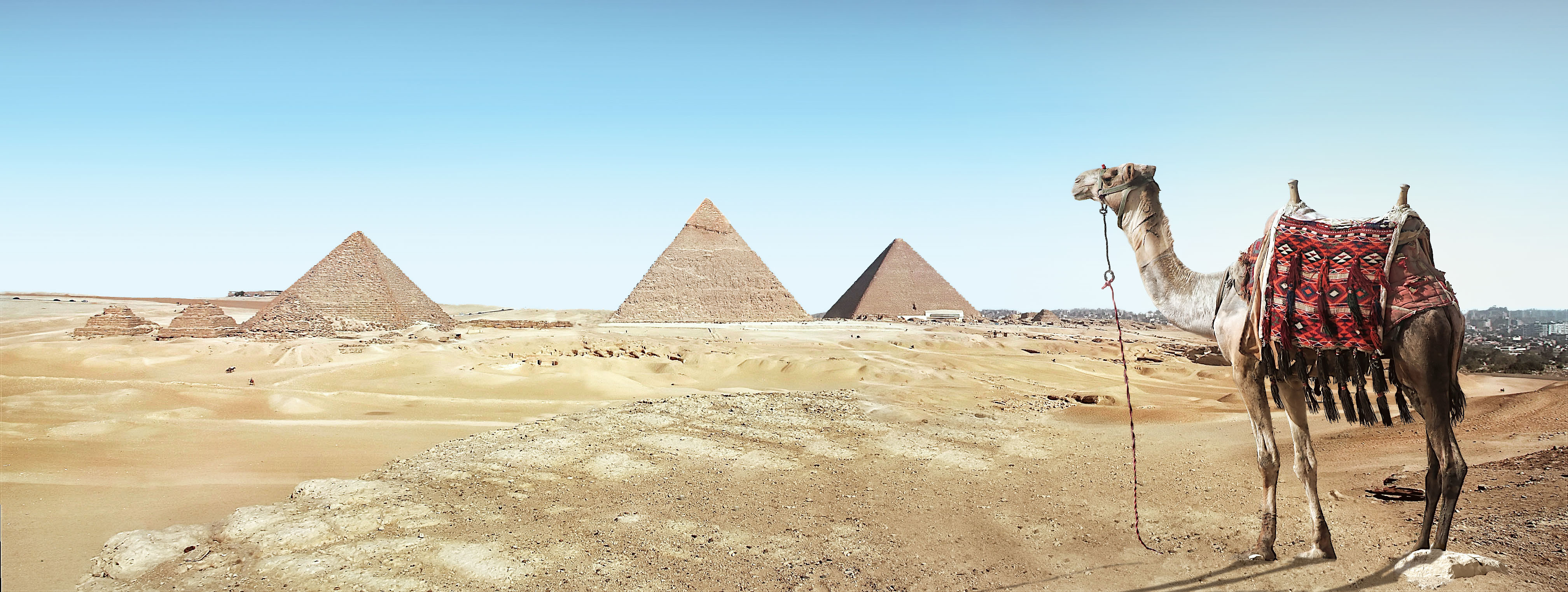 A camel against the pyramids