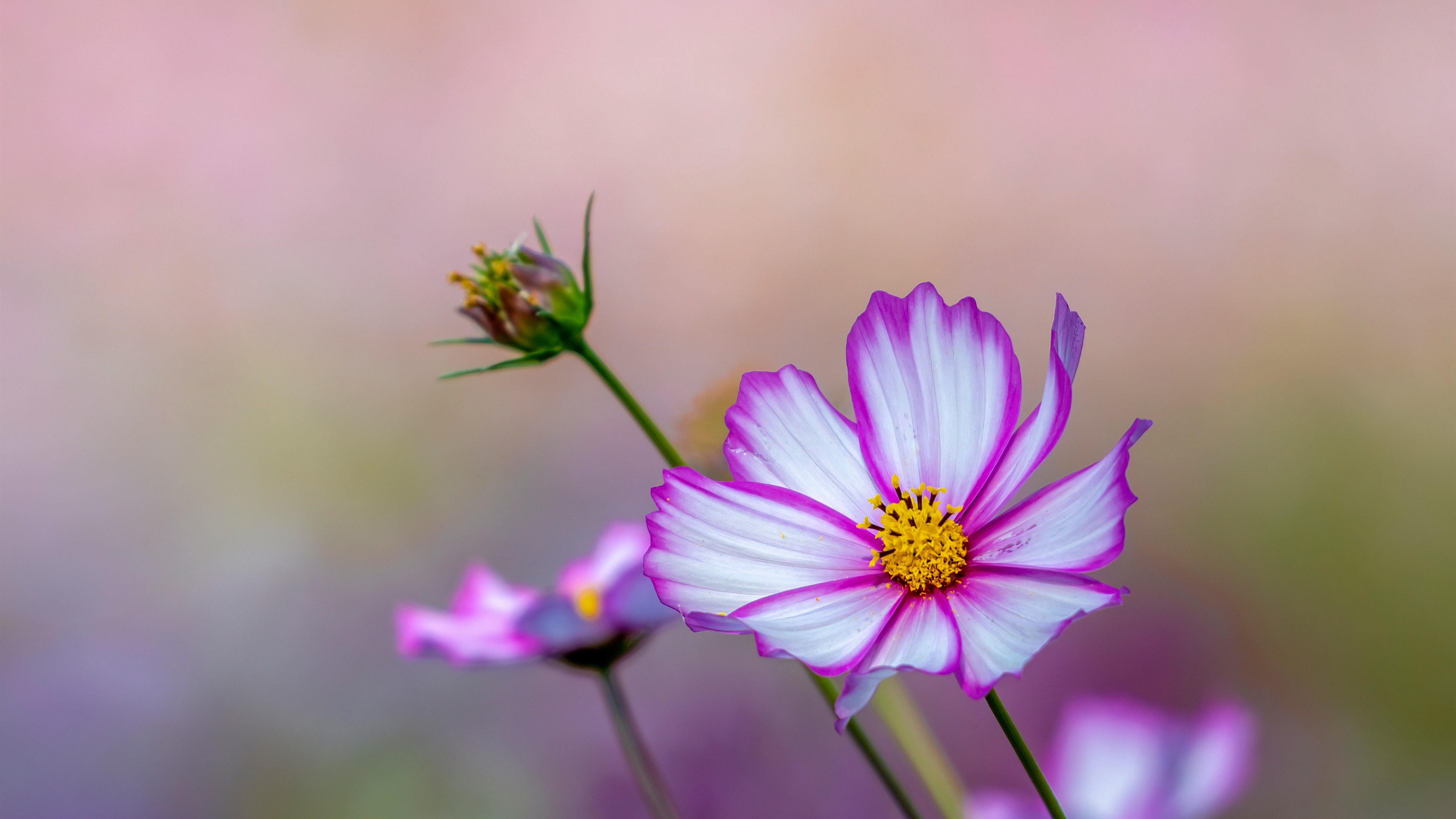 Free photo Little pink flowers in close-up