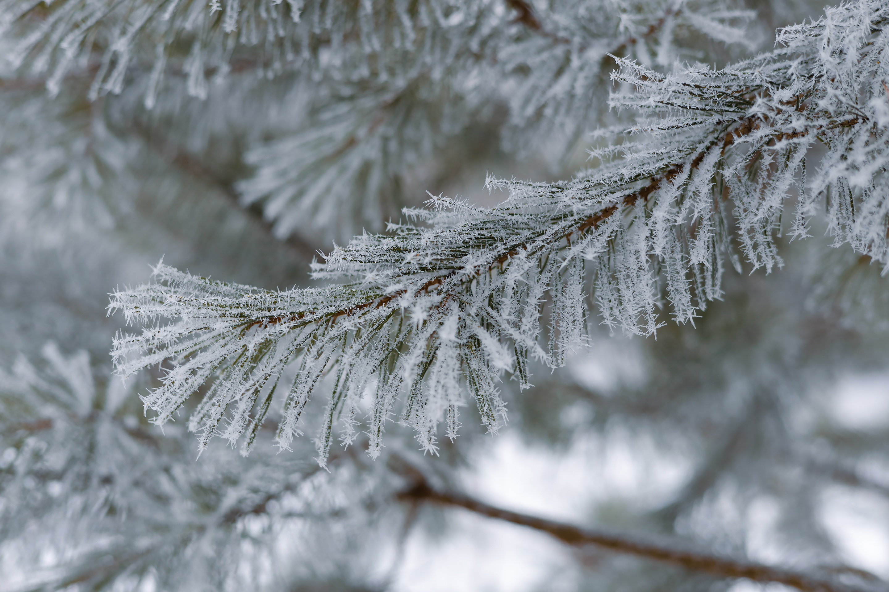 Бесплатное фото Ветка сосны покрытая инеем