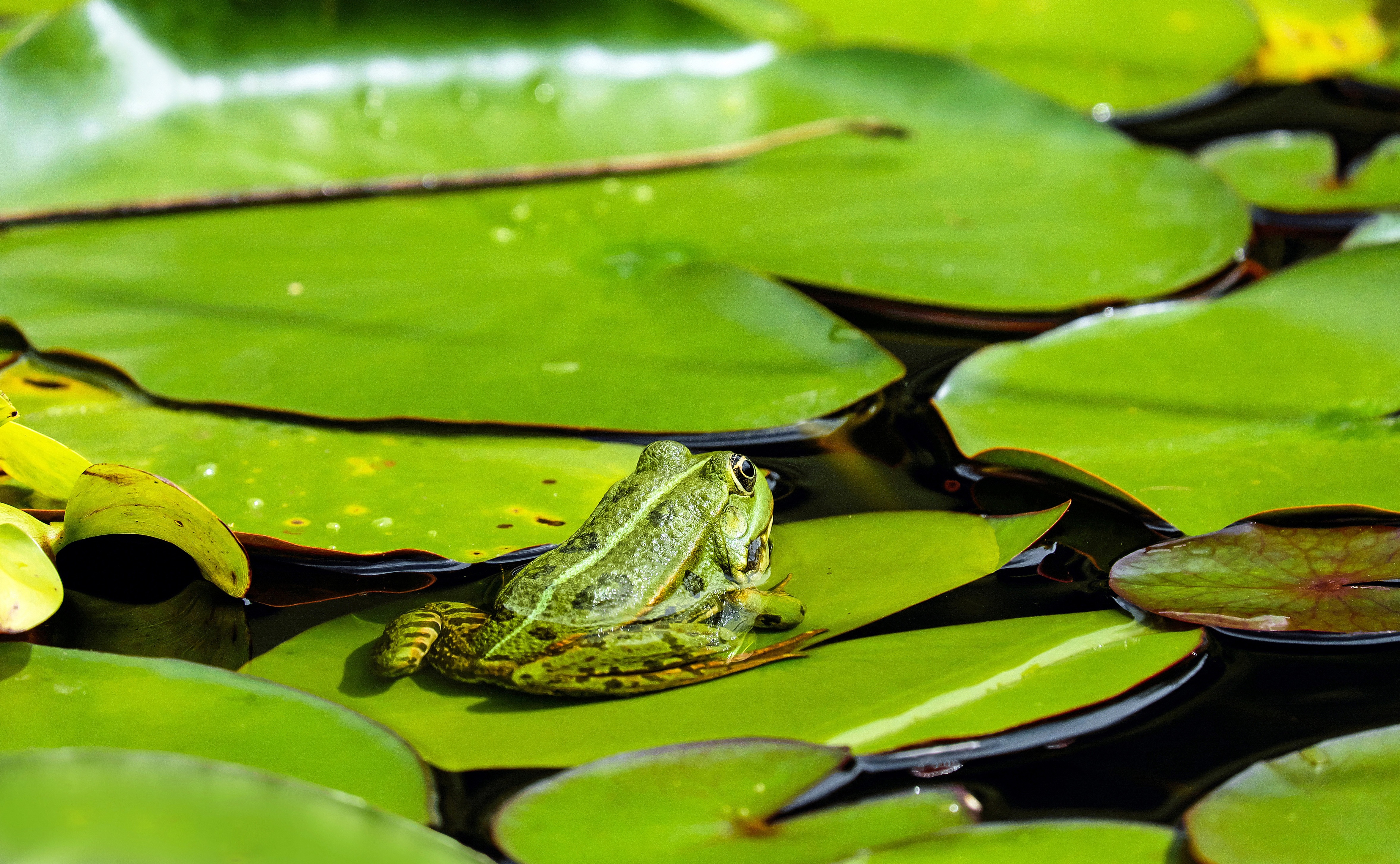 Wallpapers amphibian leaf flower on the desktop