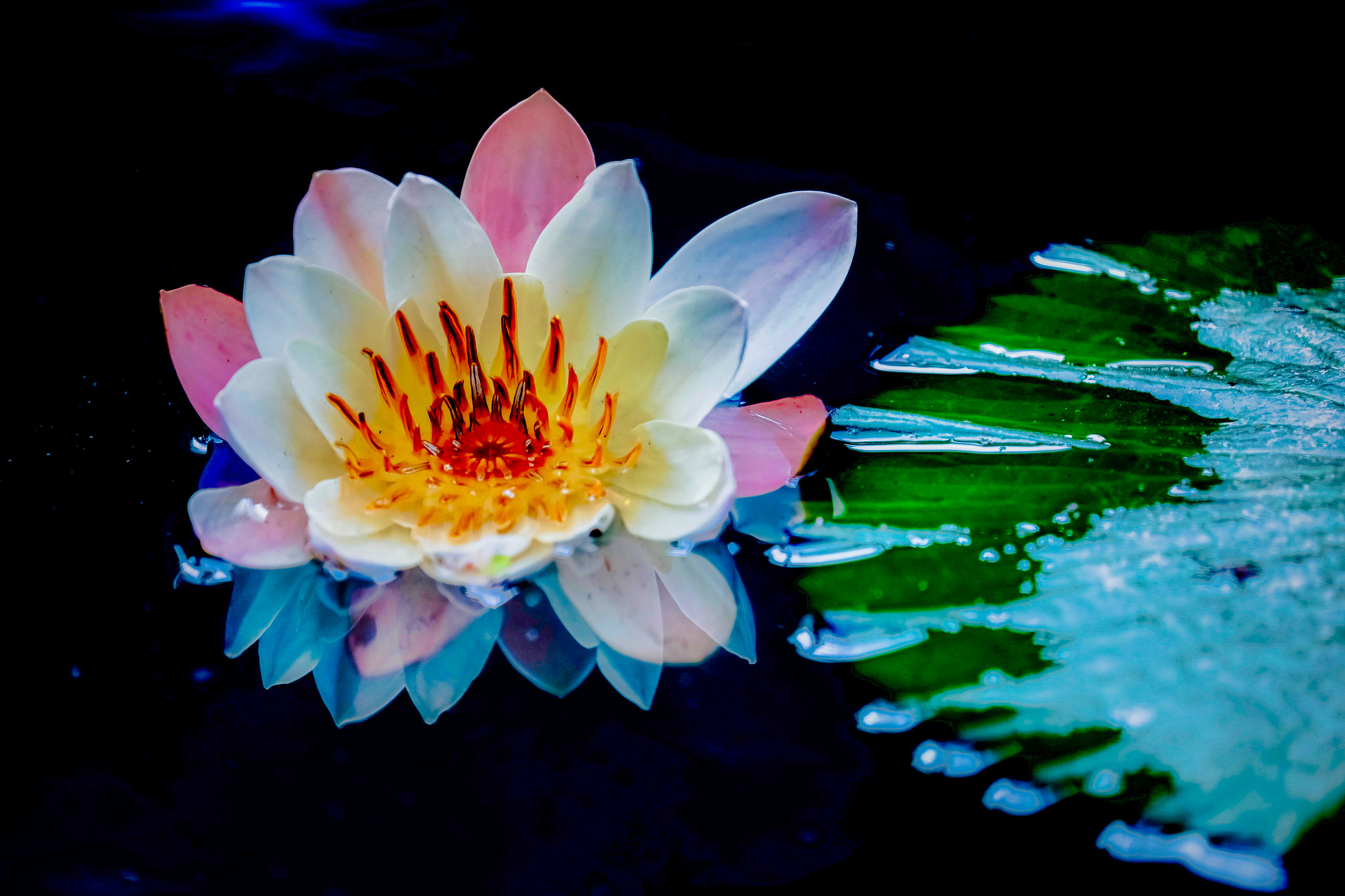 Wallpapers flowers water-lilies water beauty on the desktop