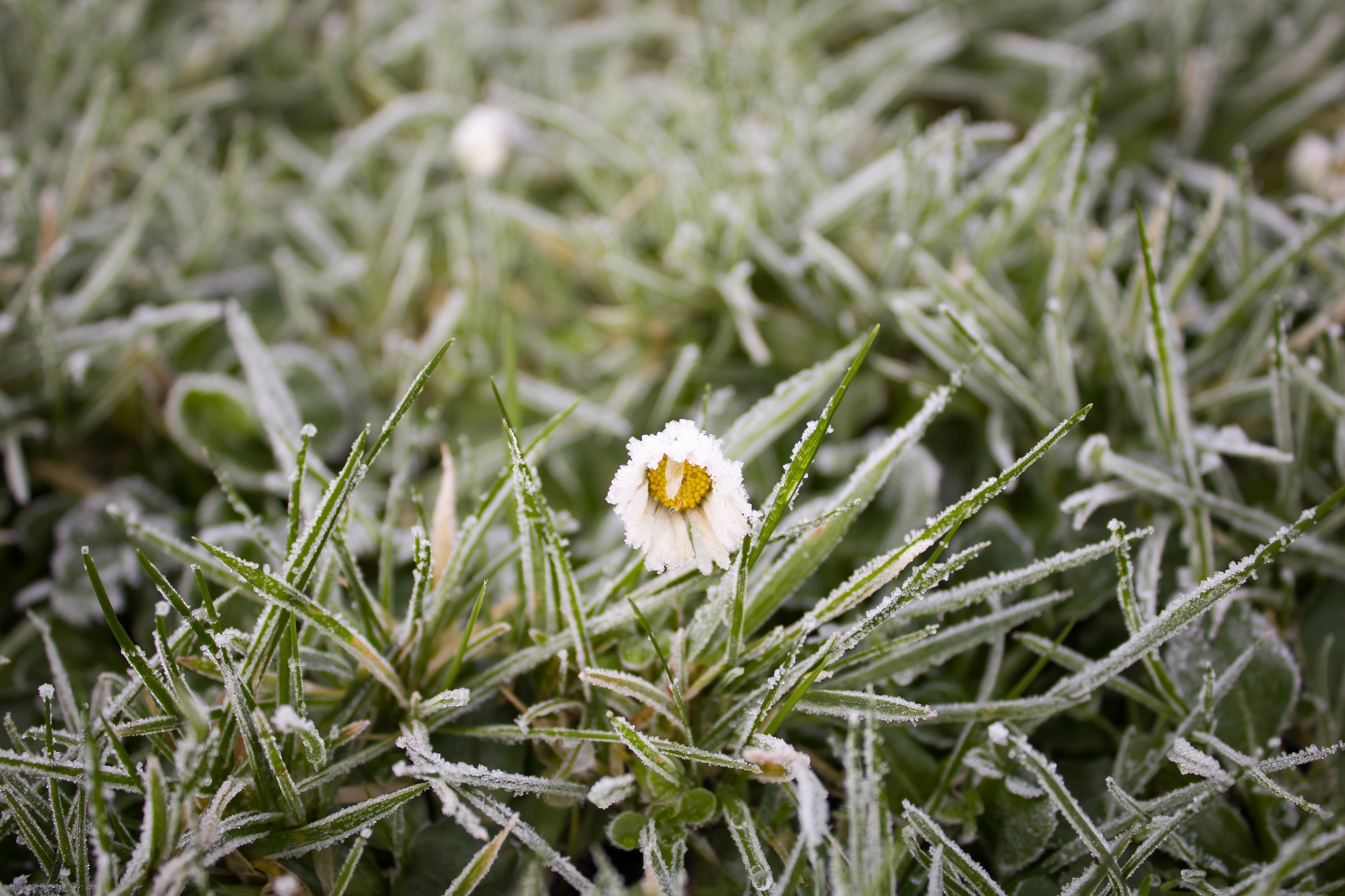 免费照片绿草中一朵冰冻的孤花被霜雪覆盖。