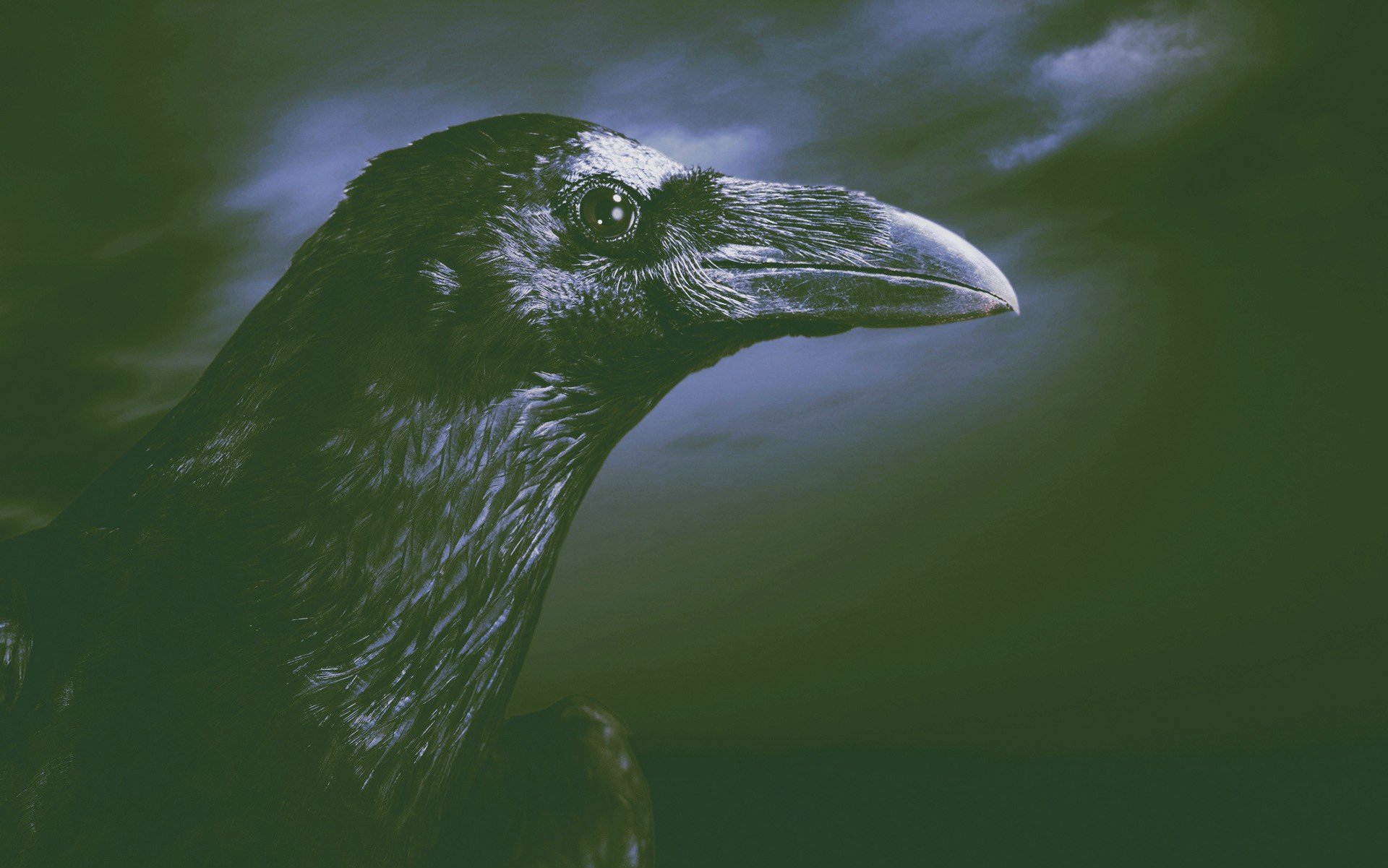 Страшный черный ворон