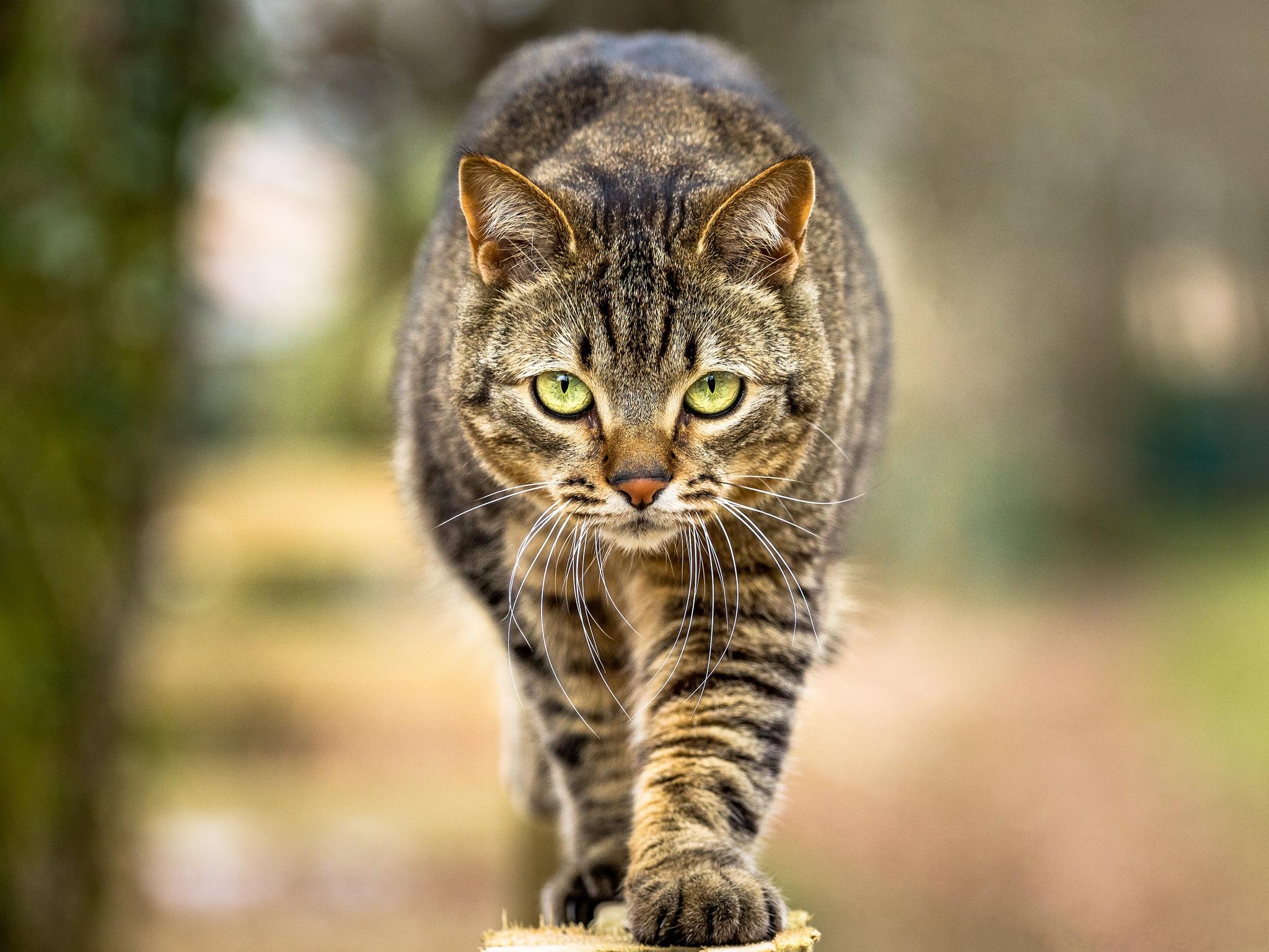 Free photo Cat walking on fence