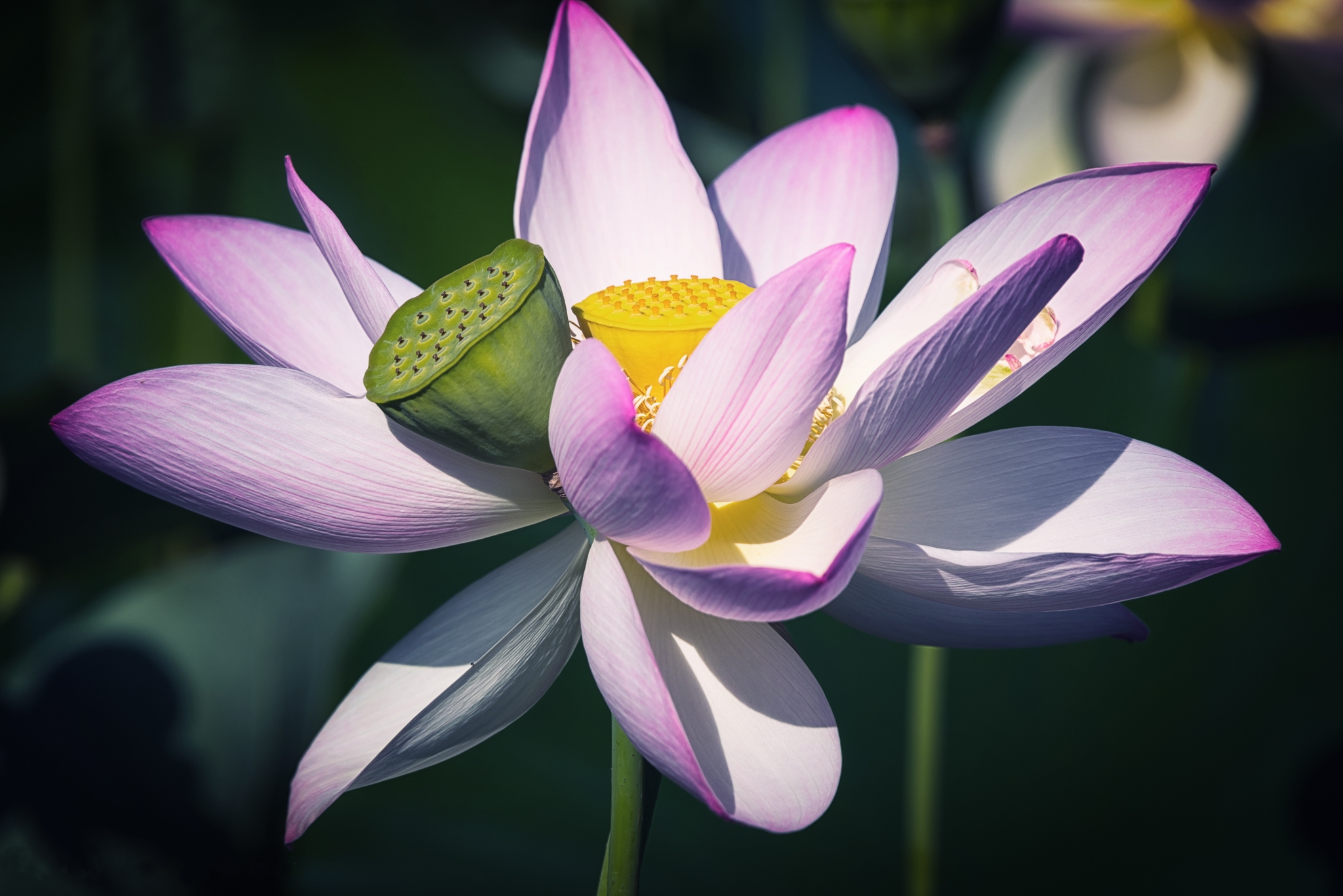 Wallpapers water beauty beautiful flowers pond on the desktop