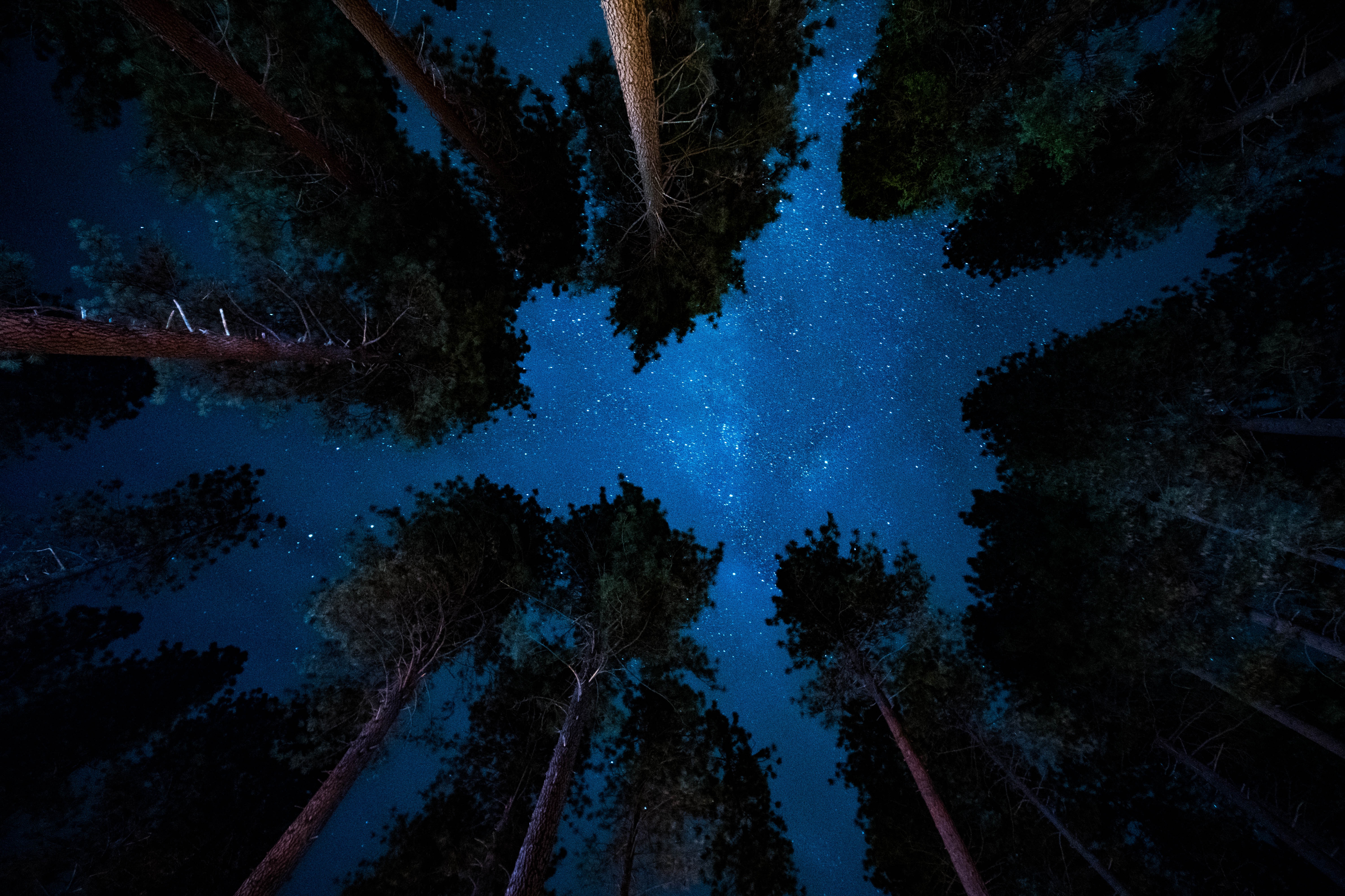 Wallpapers stars trees starry sky on the desktop