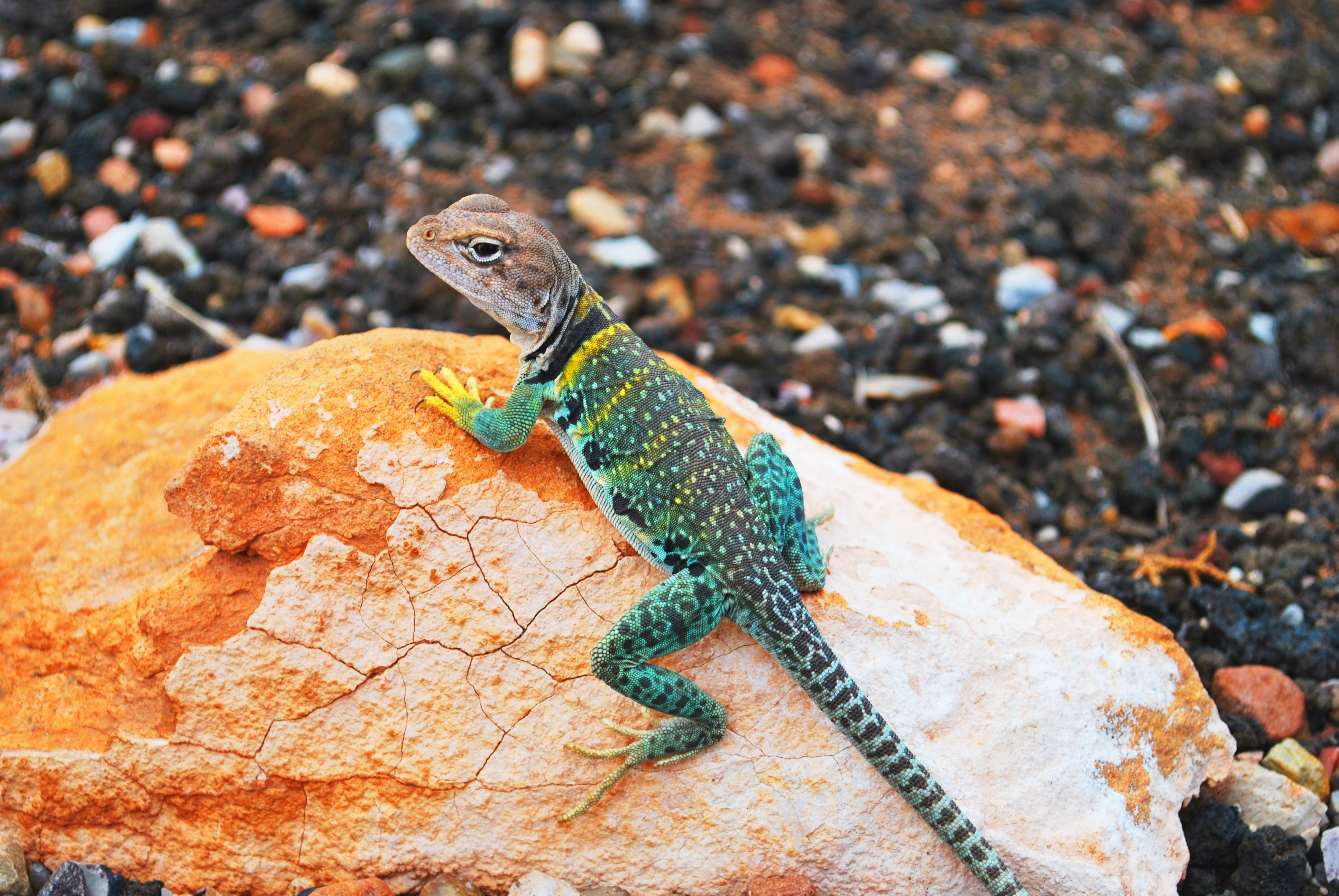 Oriental collared iguana on a rock
