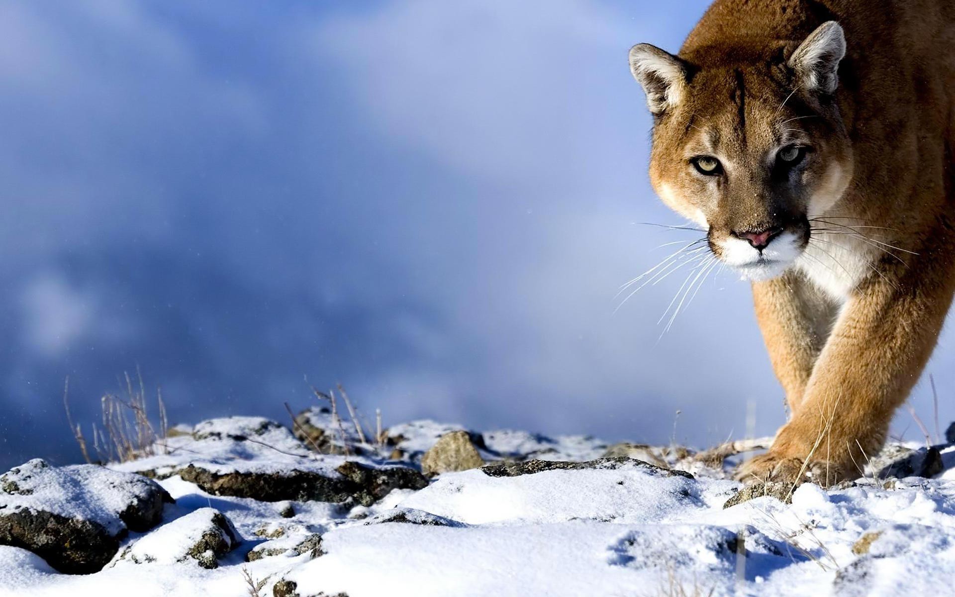 Wallpapers animals snow winter on the desktop