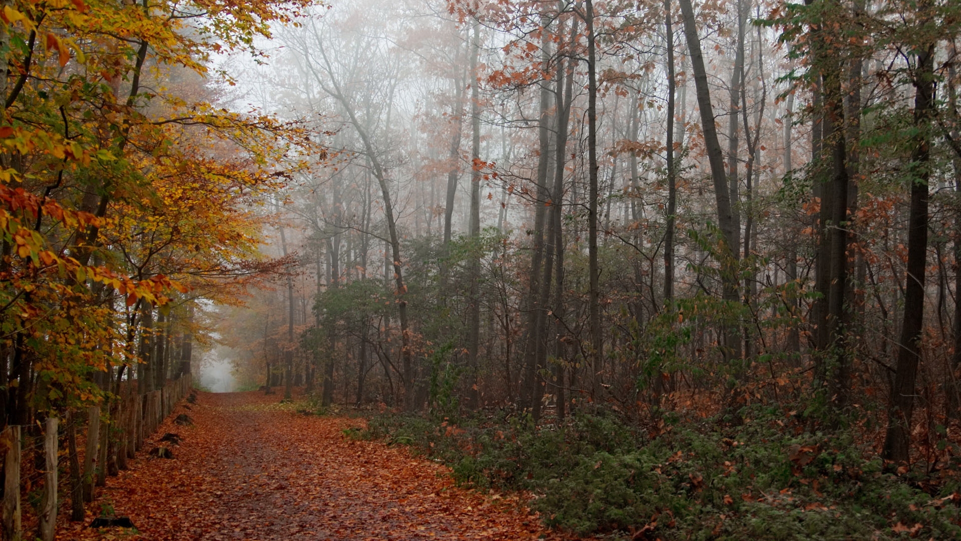 Free photo Walking down a damp fall alley.