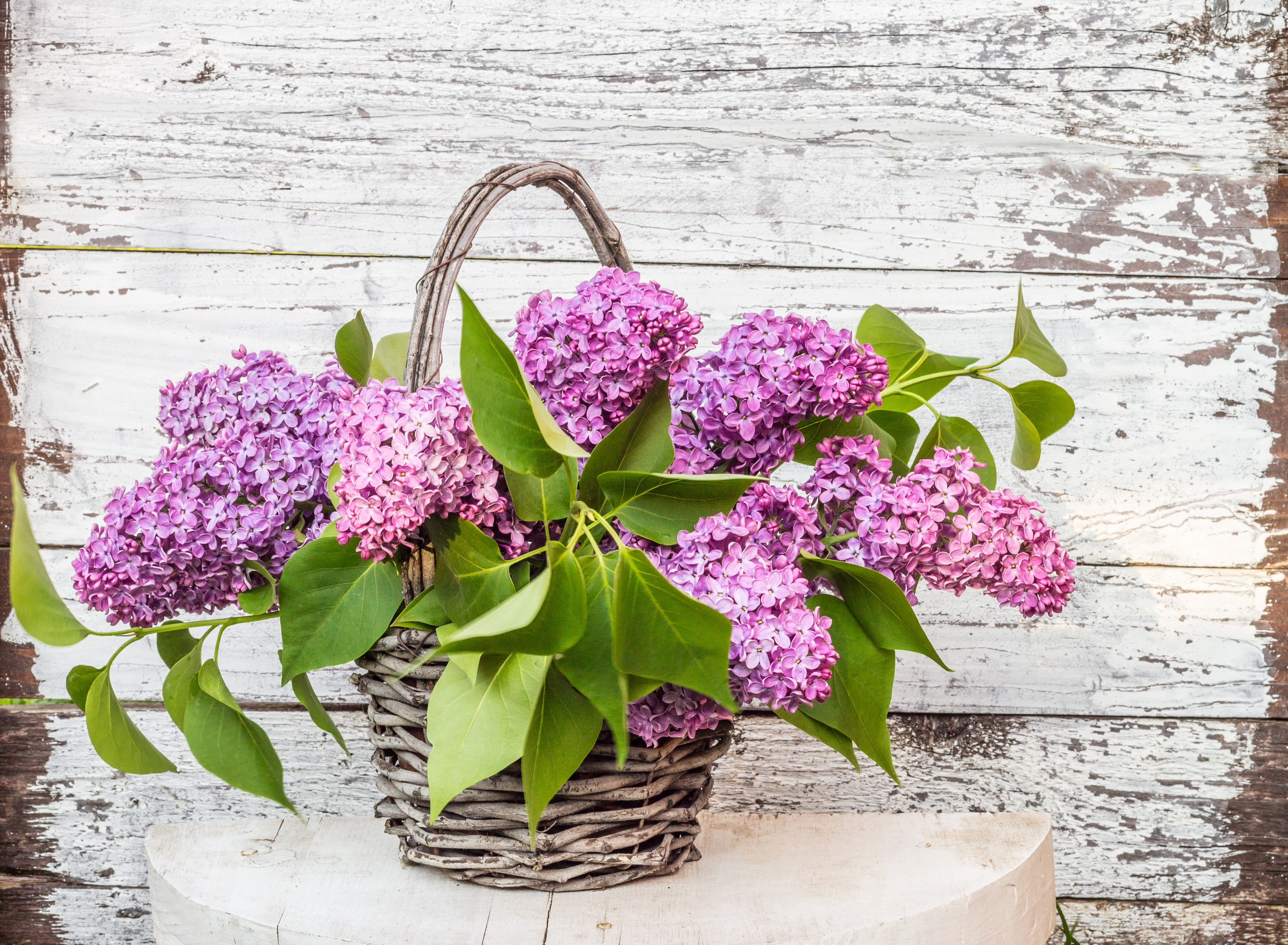 Wallpapers pink flowers flowers a still-life on the desktop