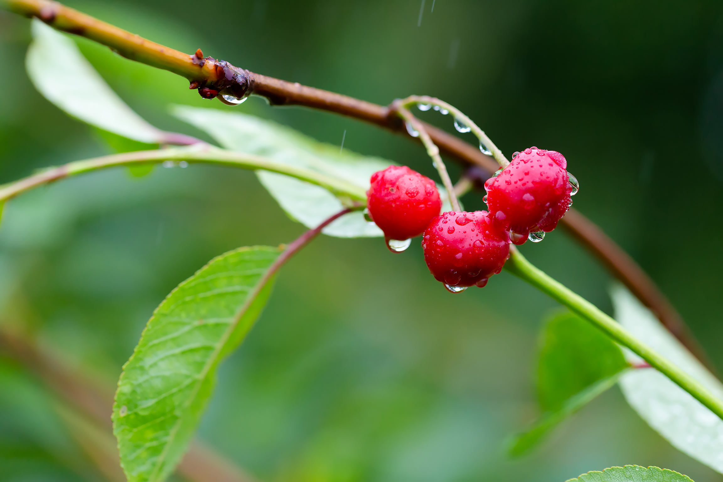 Free photo Cherry rain