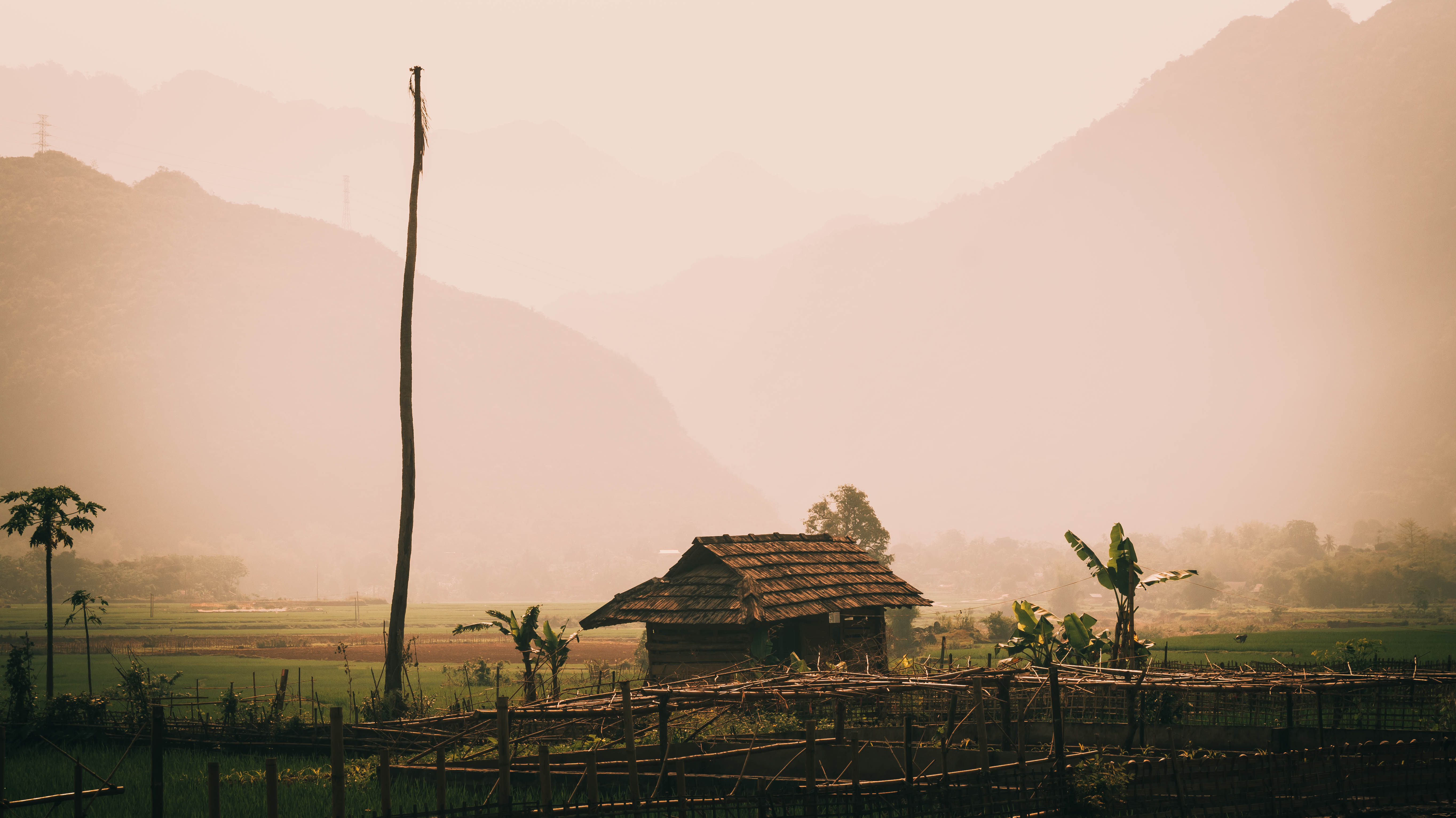 Wallpapers jungle palms Vietnam on the desktop