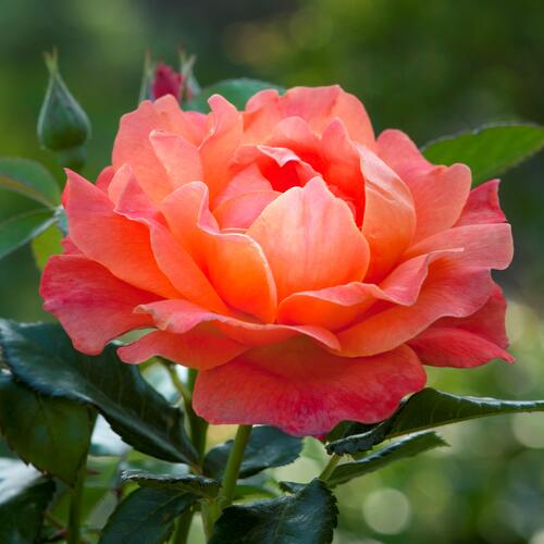 Ah le rose bagnate di pioggia! (I) on Behance