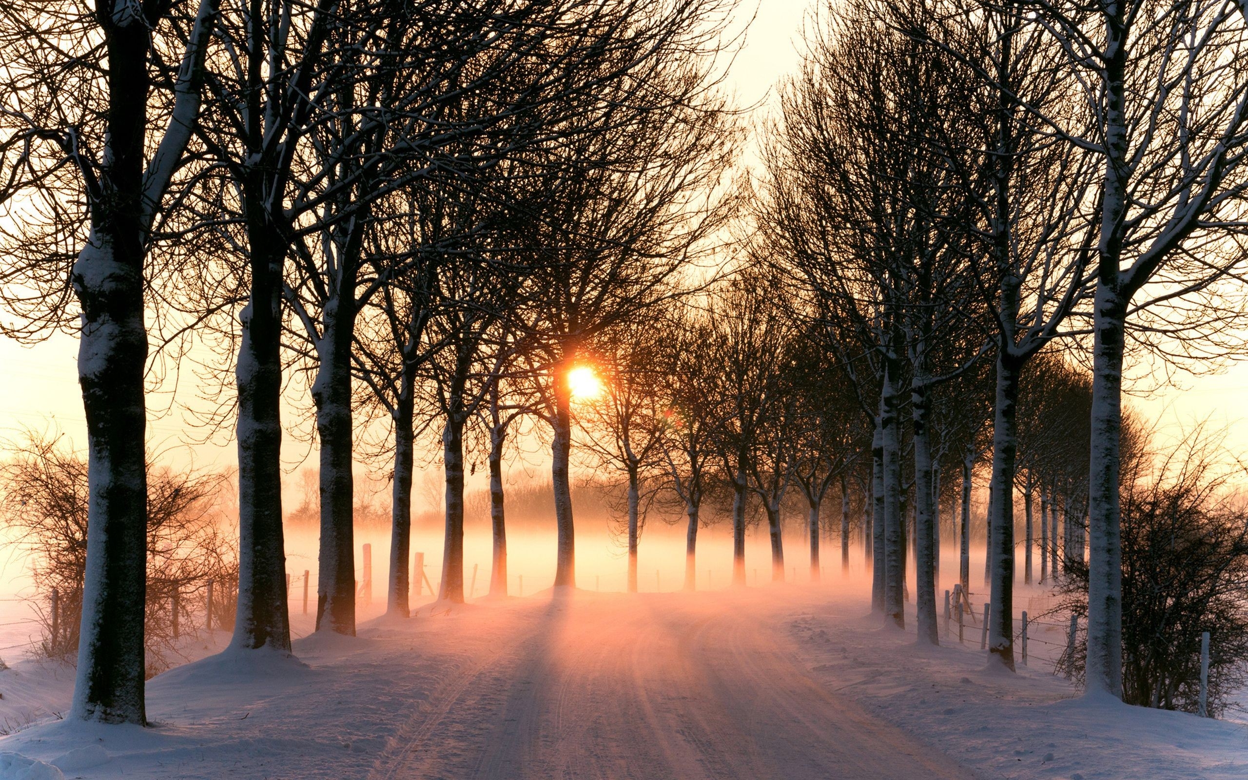 夕阳下雪道旁的树木