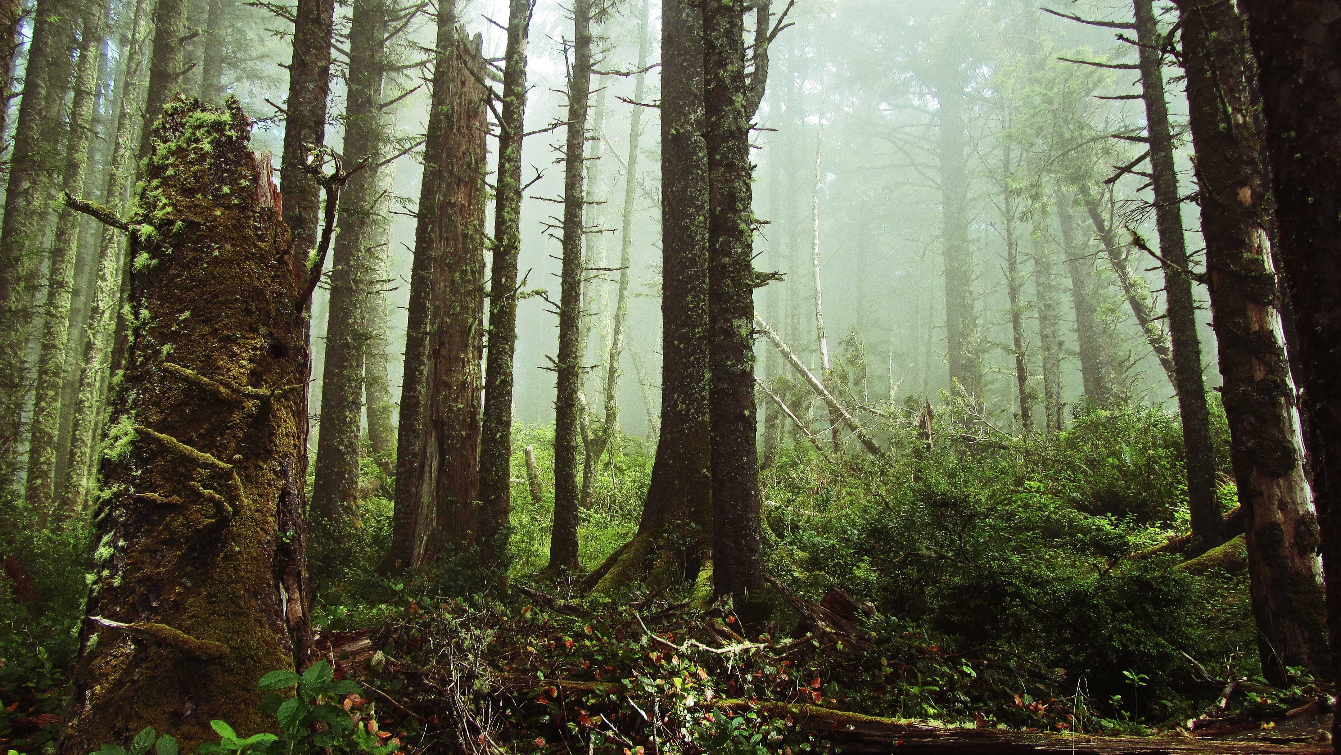 桌面上的壁纸日光 森林 残端