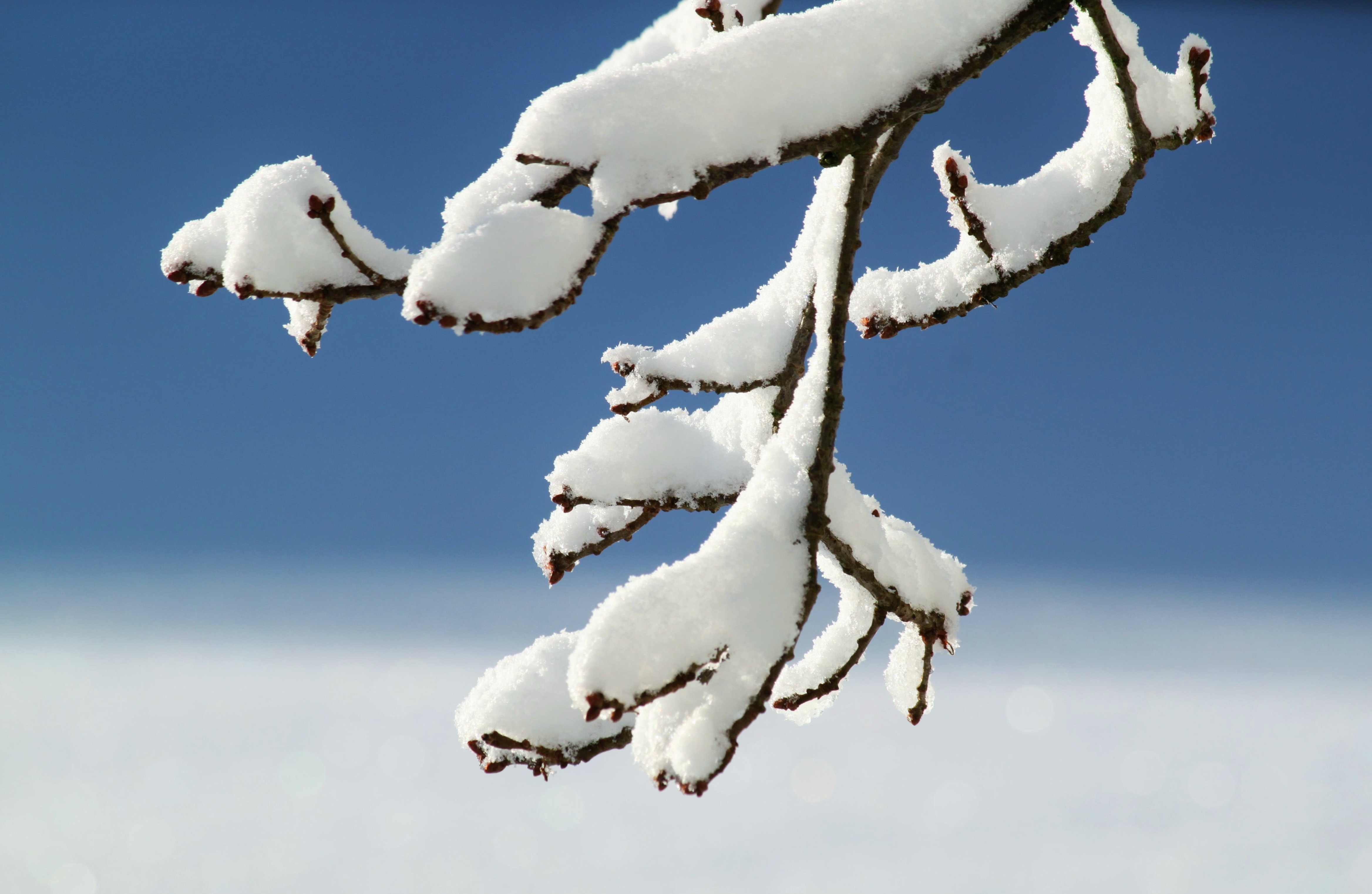 Wallpapers cold snowy branch on the desktop