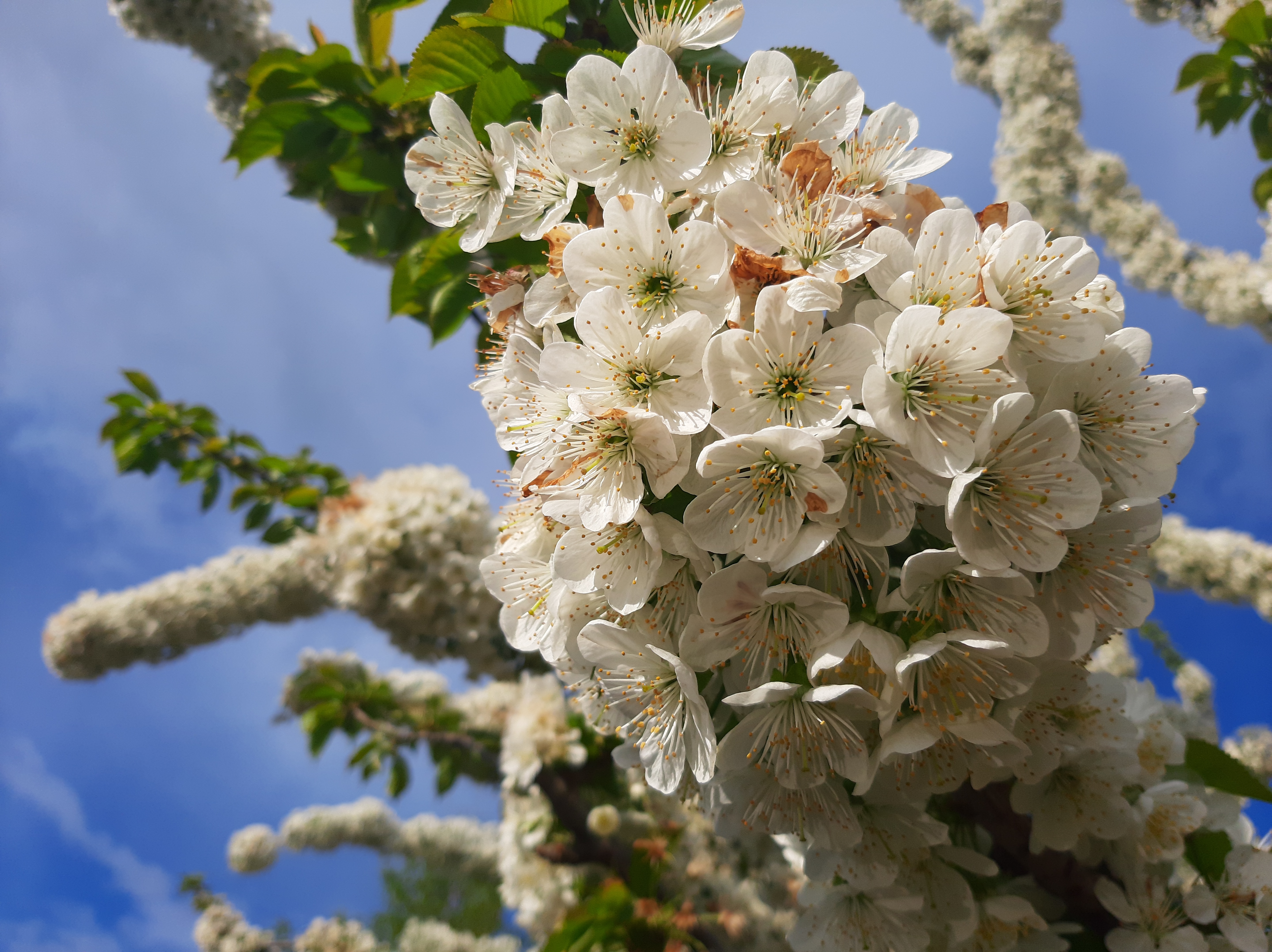 Free photo Cherry blossoms