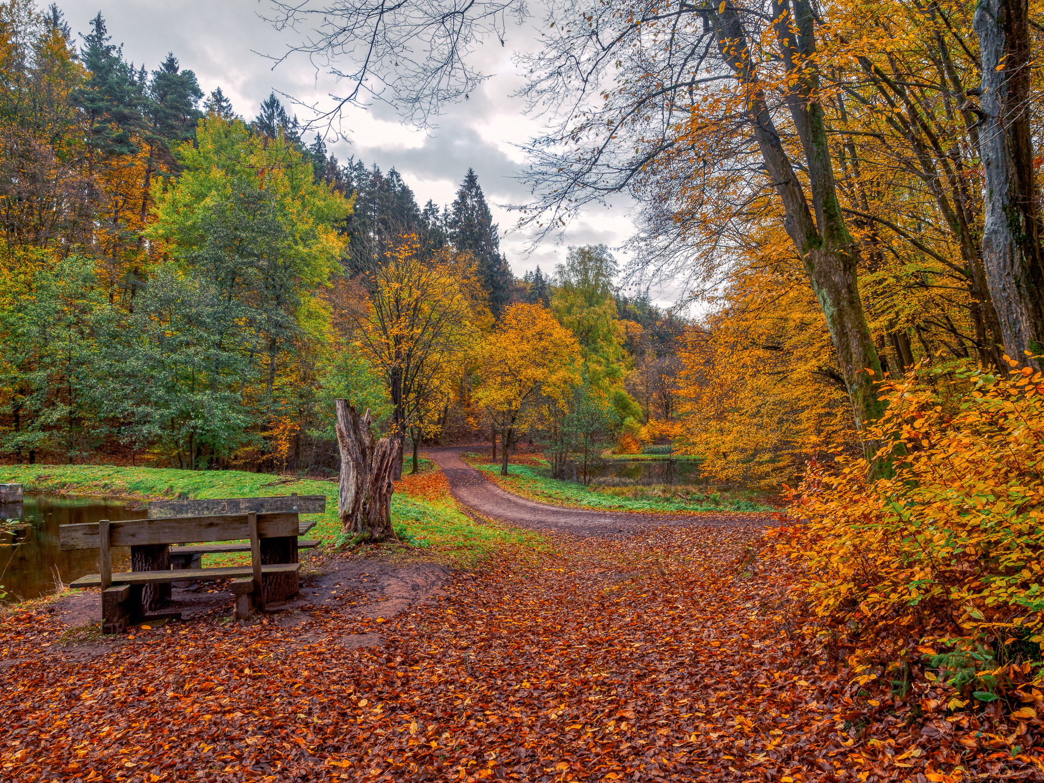 Wallpapers bench trees forest on the desktop