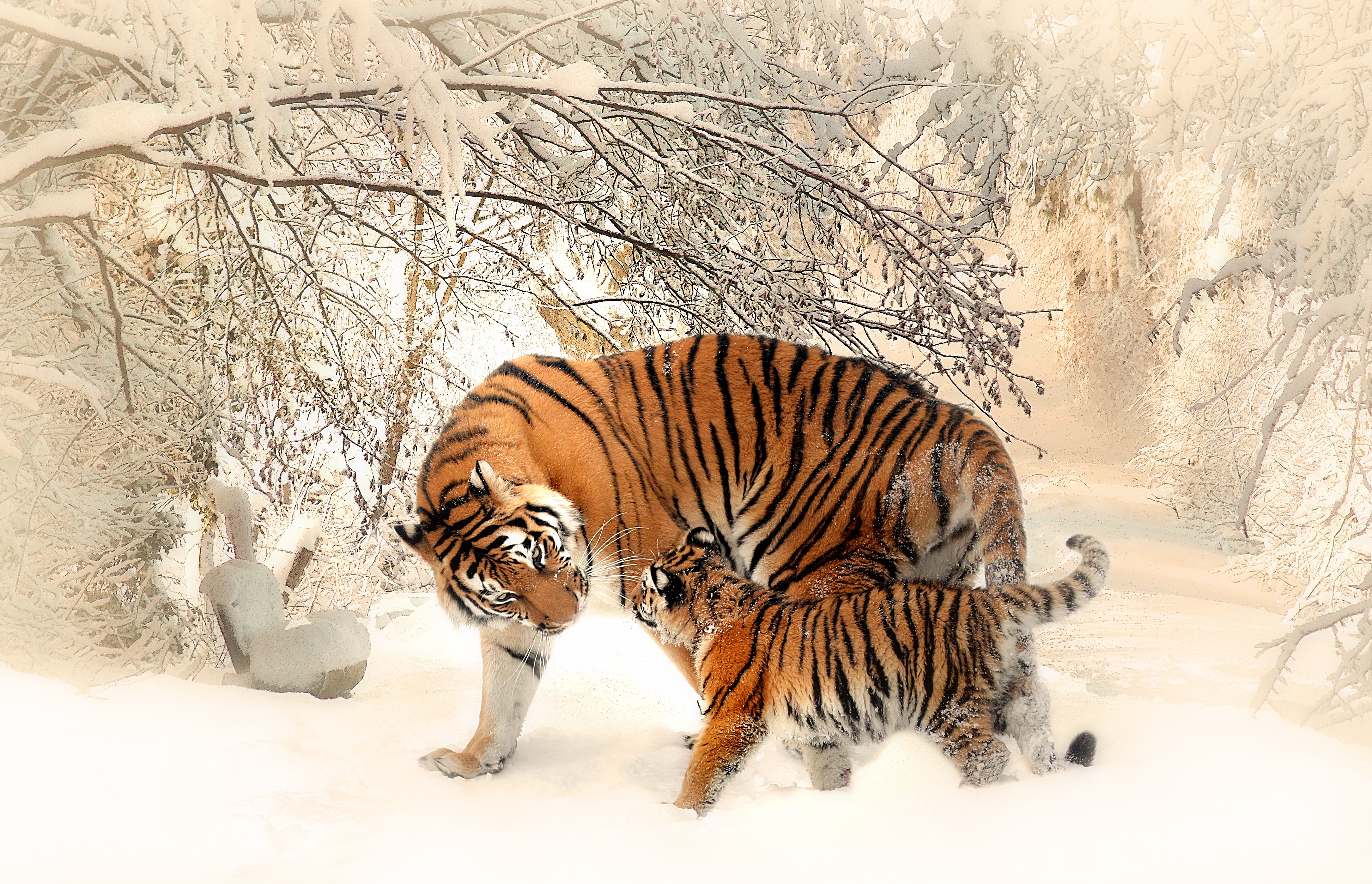 Wallpapers tiger predator winter on the desktop