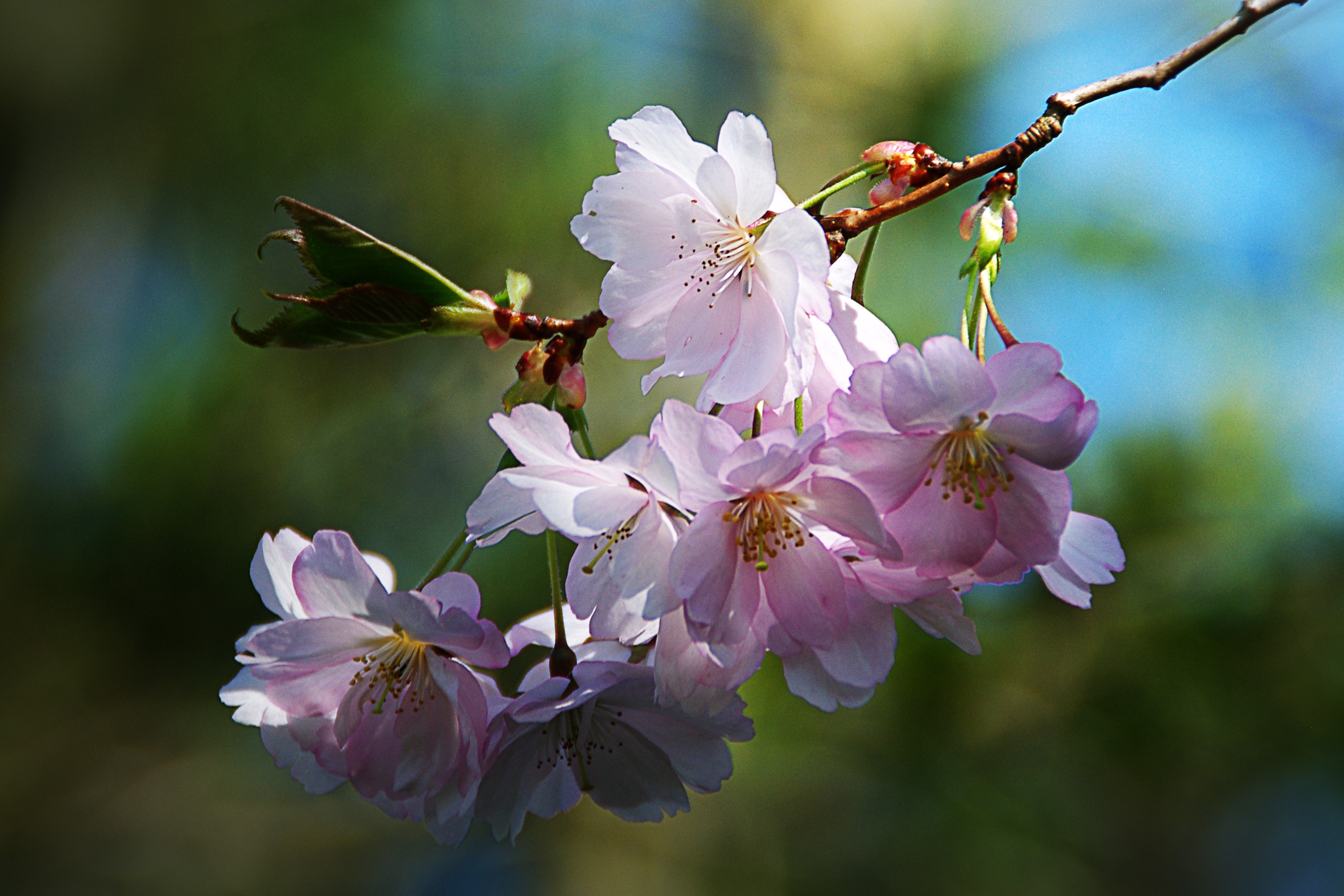 Free photo Pretty pink flowers on a twig.