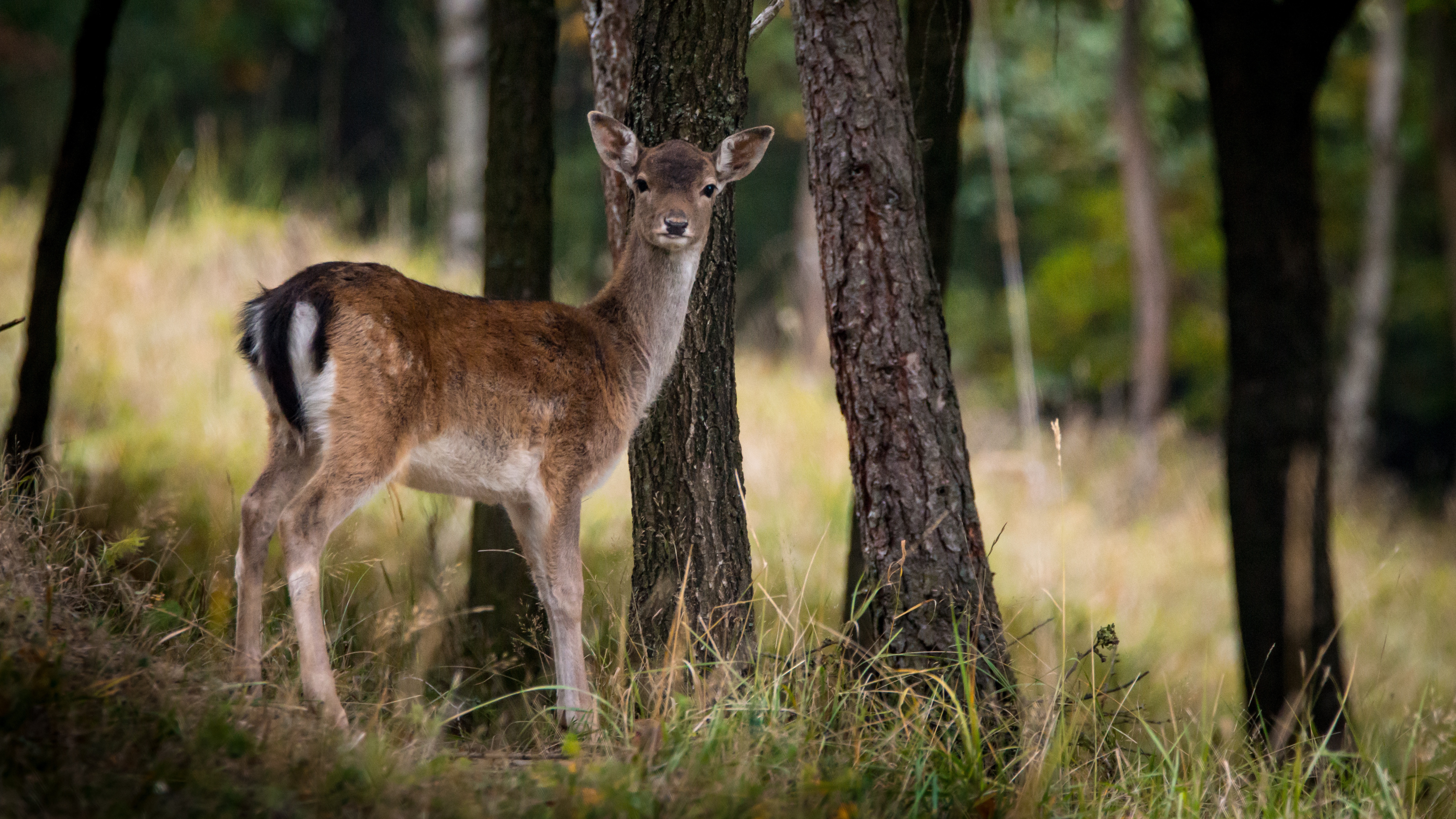 Wallpapers antelope nature light on the desktop