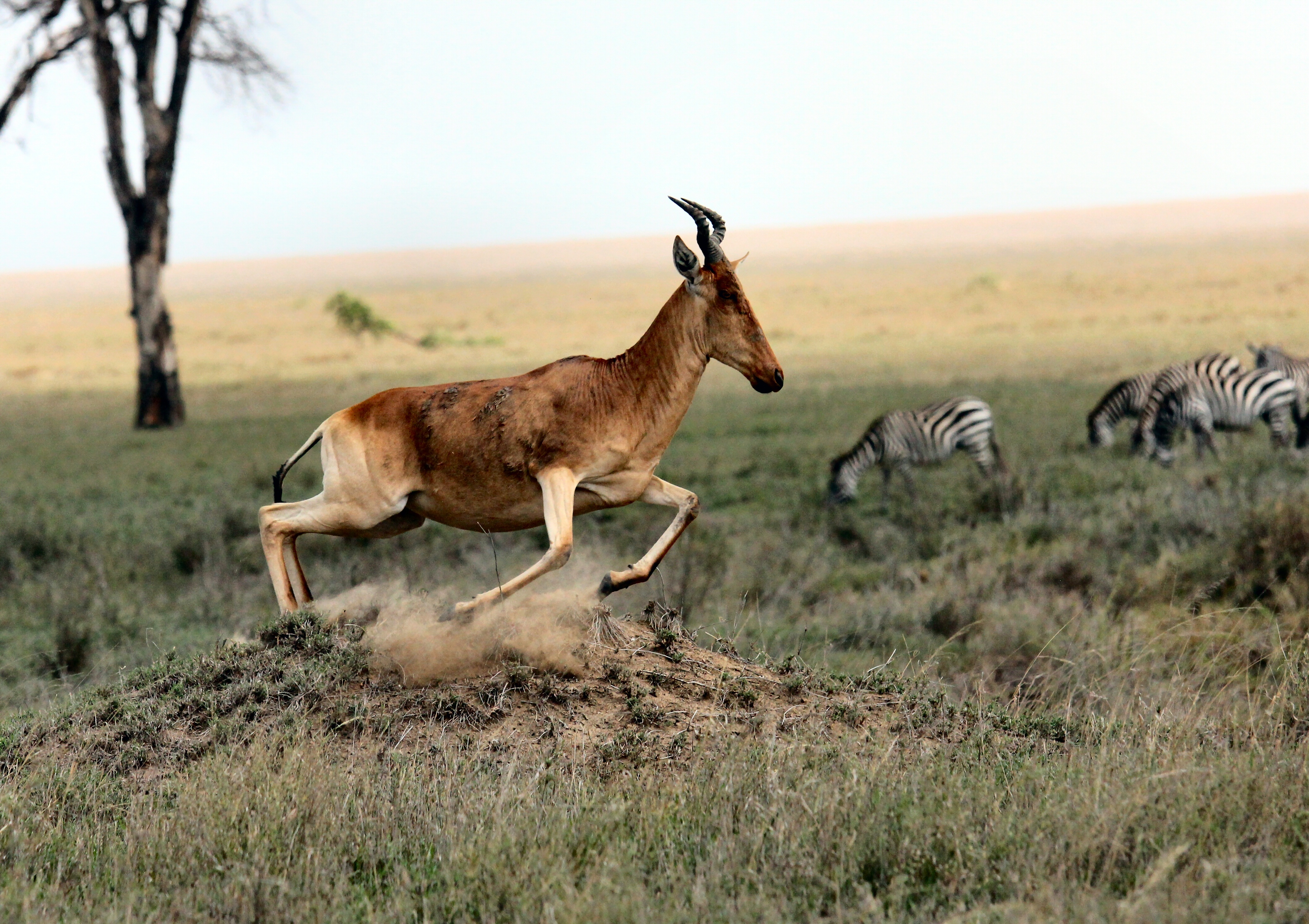 Free photo Antelope and zebras grazing in the Savannah.