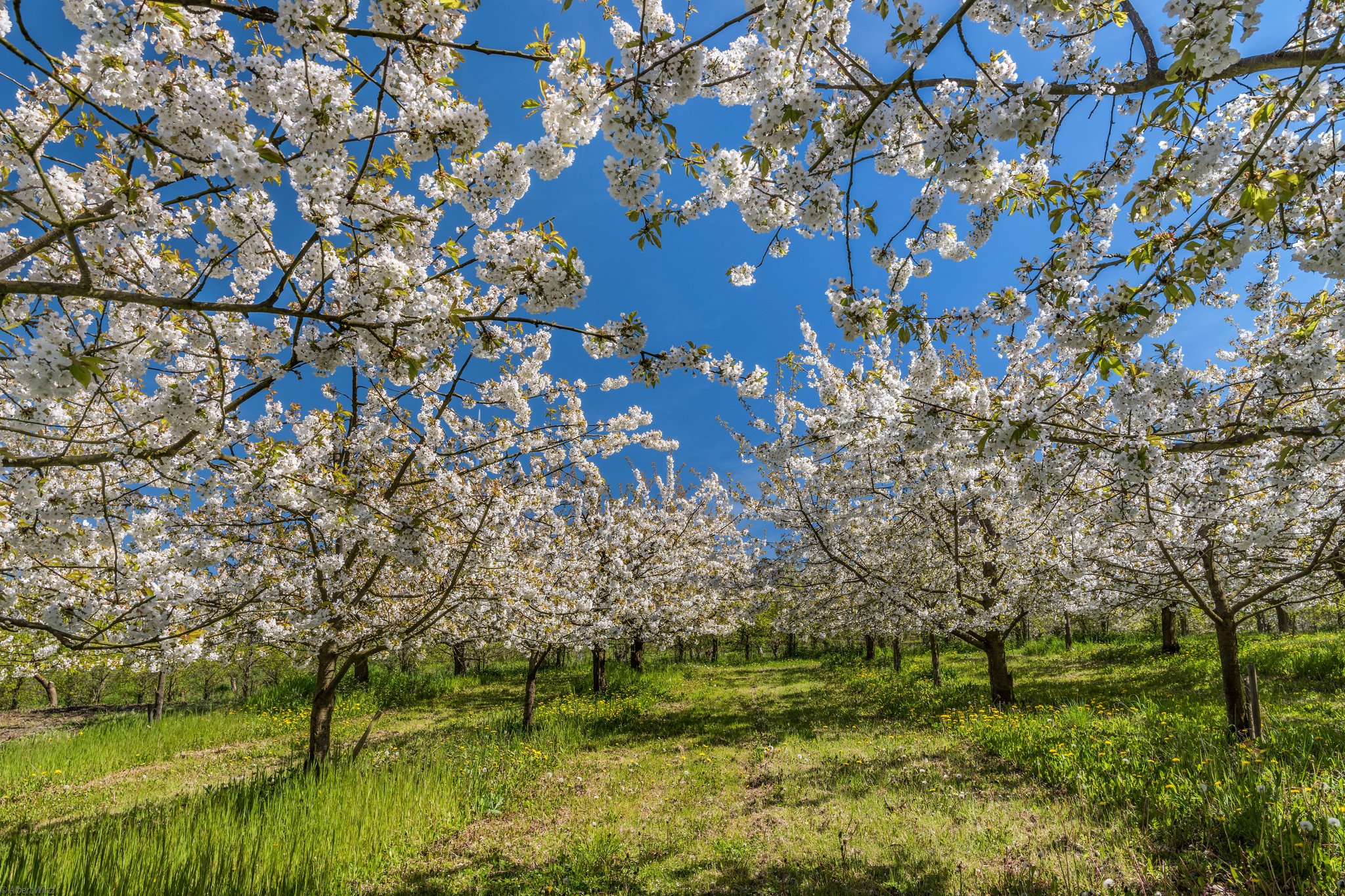 Wallpapers spring garden trees on the desktop