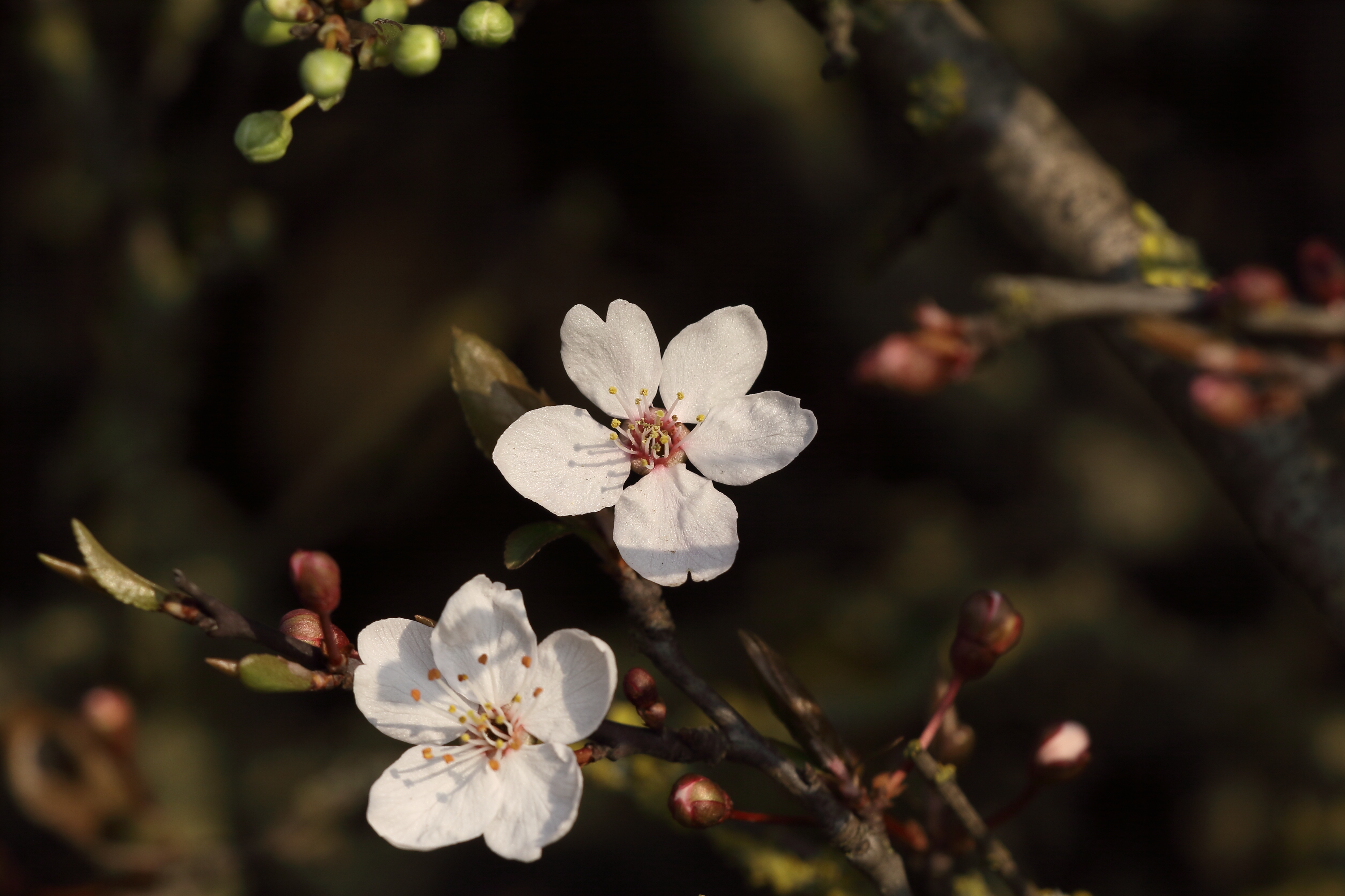 Wallpapers wallpaper cherry blossom sakura macro on the desktop