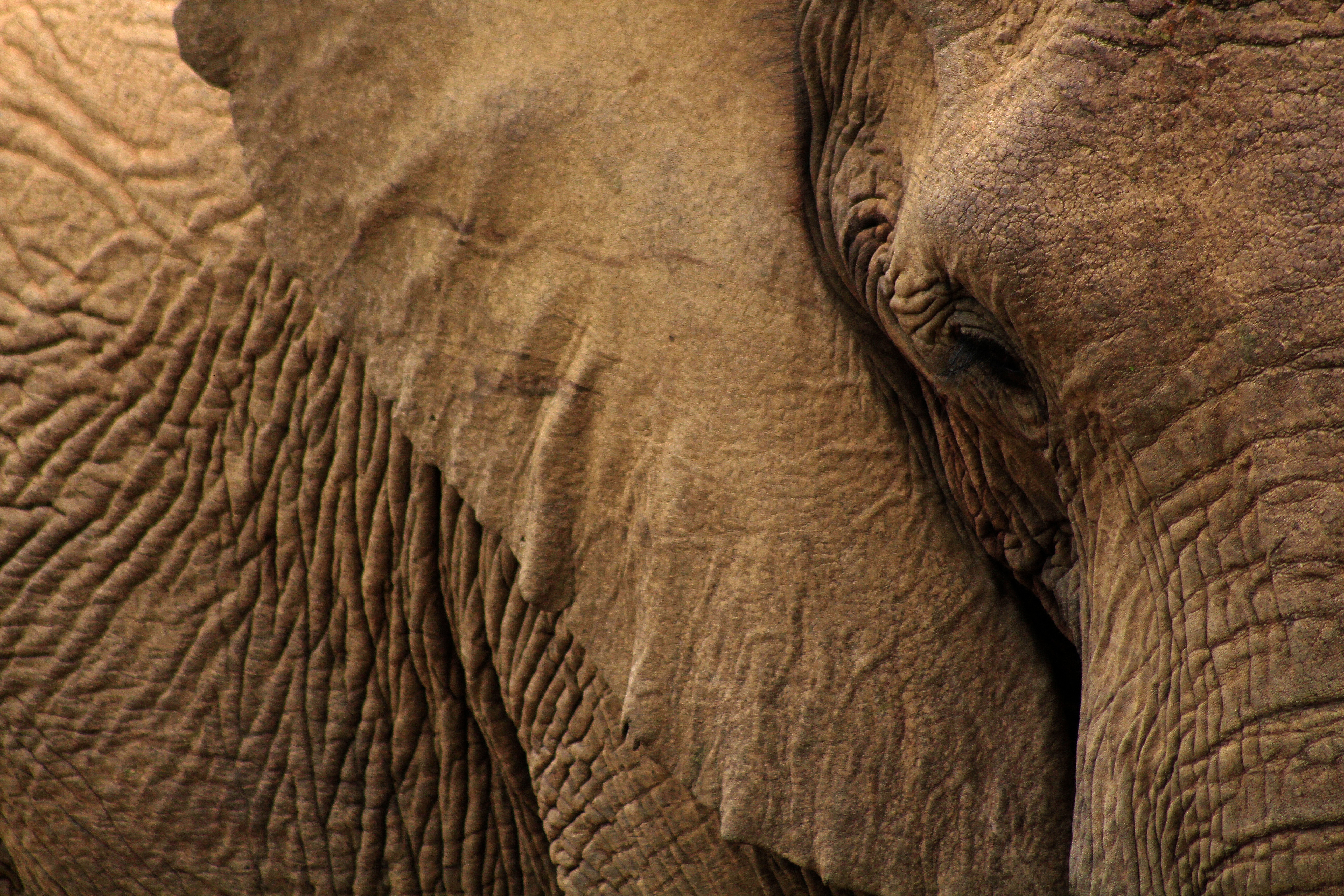 Wallpapers animal wildlife mammal on the desktop
