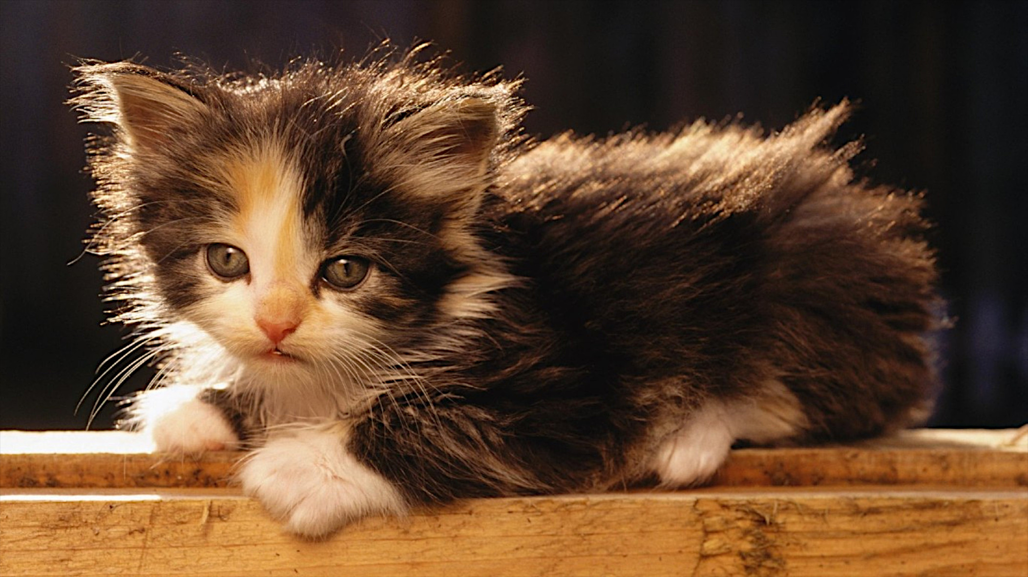 Free photo A little kitten resting on a board