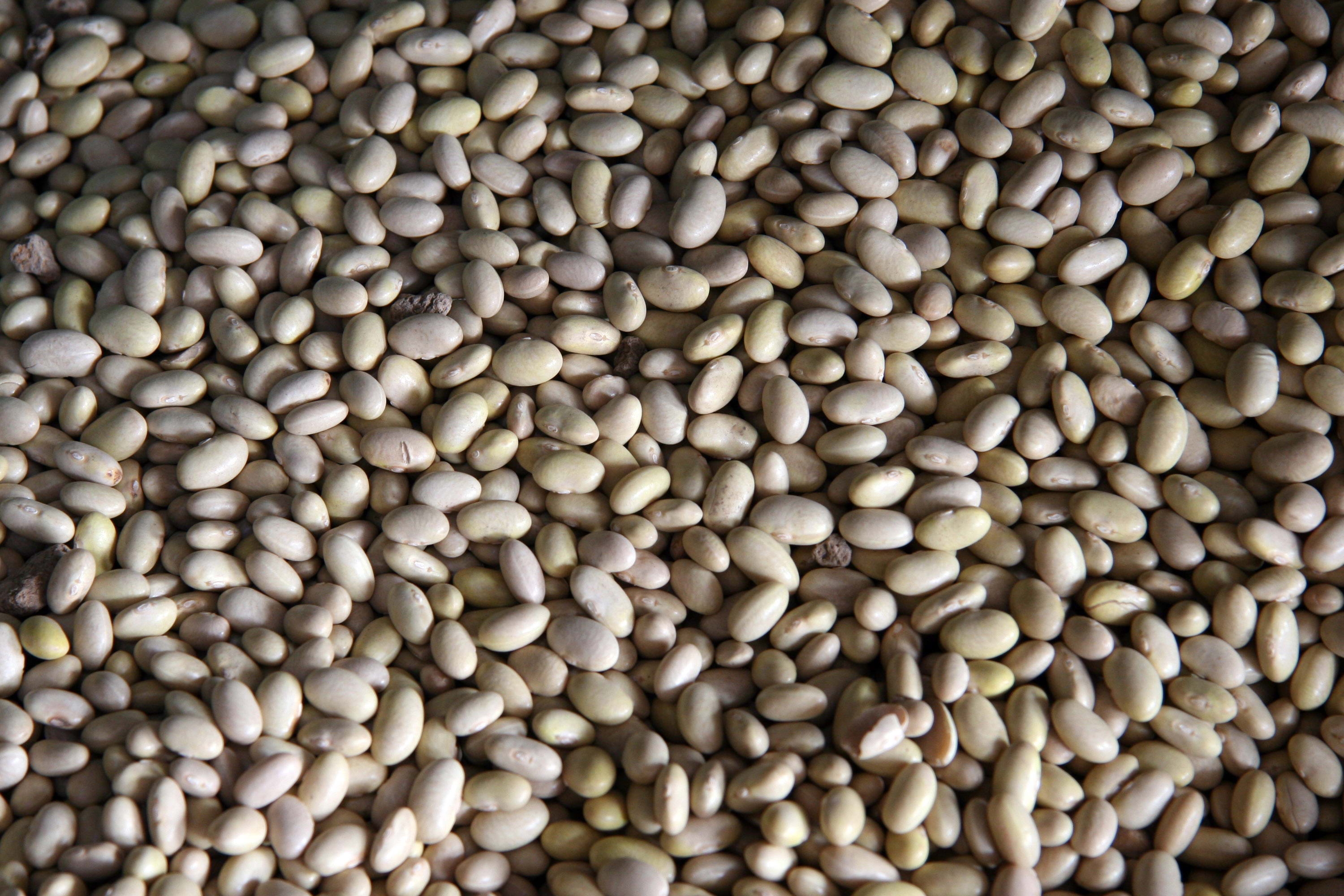 桌面上的壁纸食物 五谷 脉冲