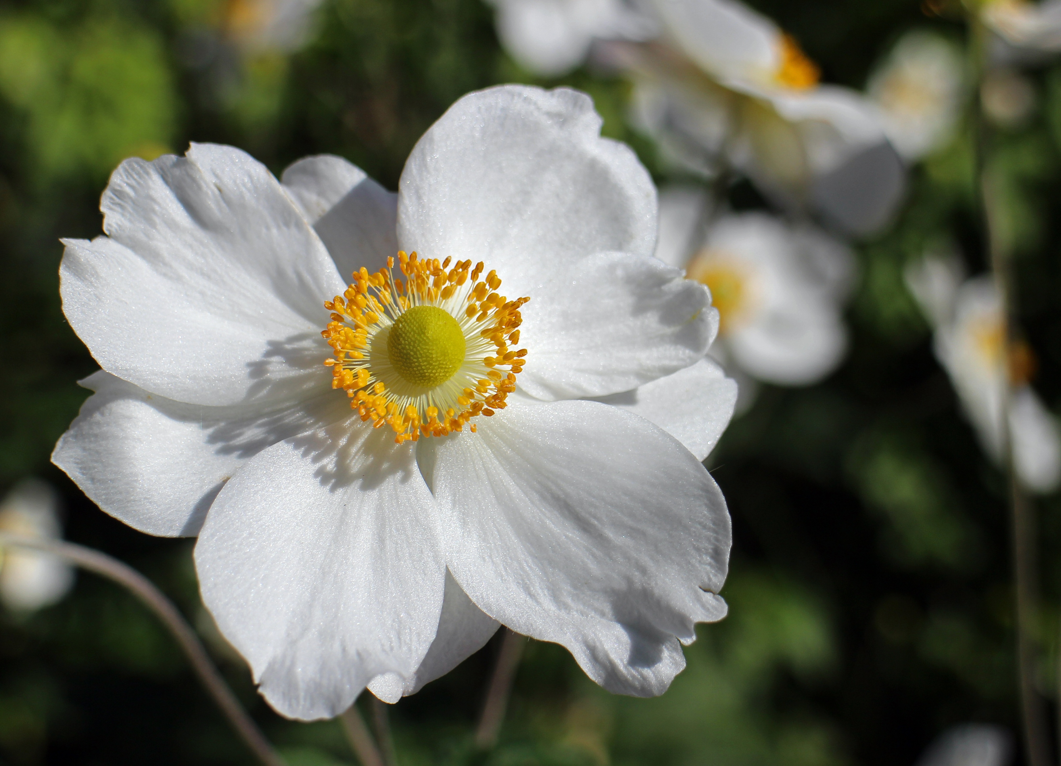 Free photo A white flower with delicate petals