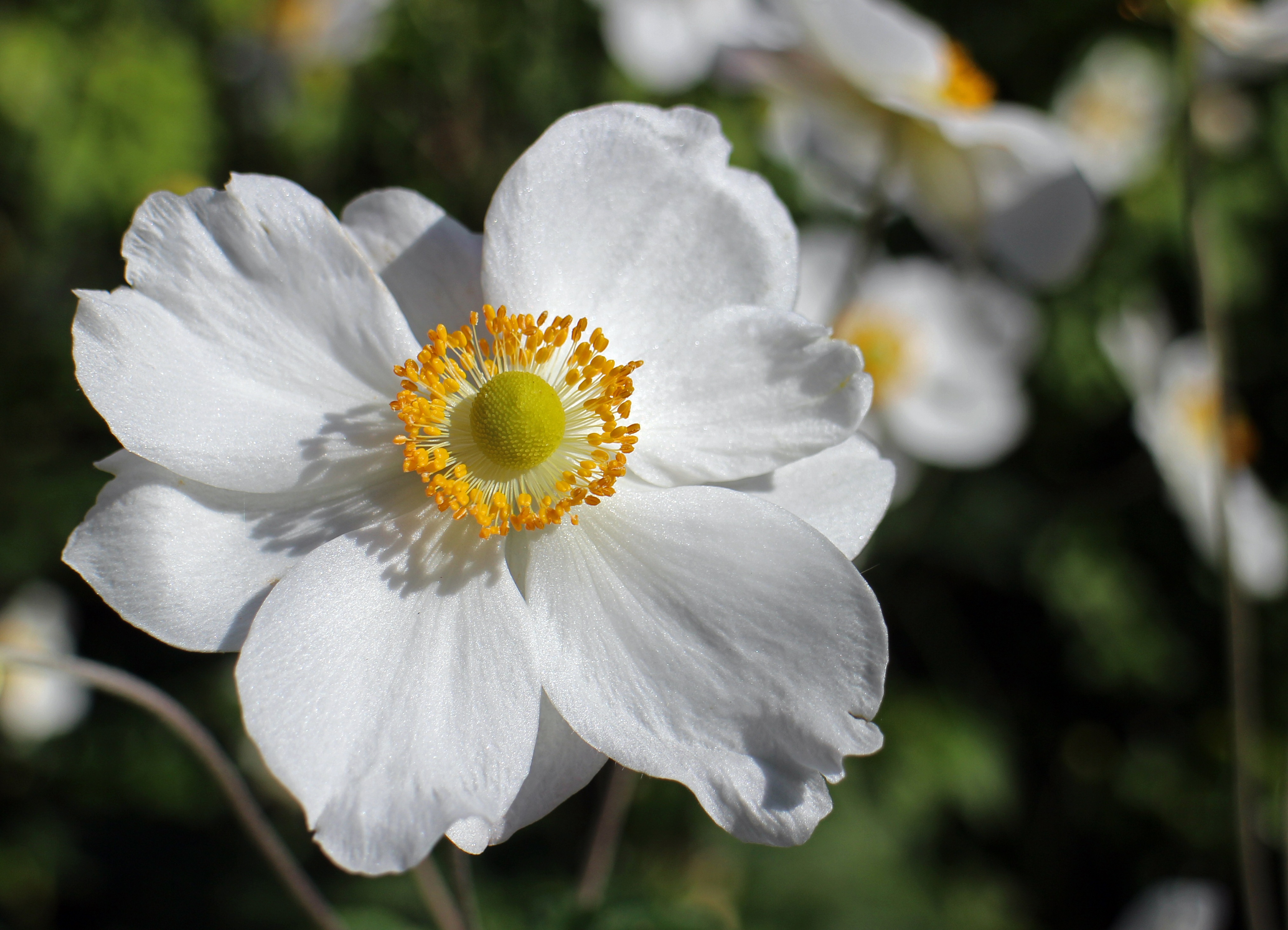Бесплатное фото Белый цветочек с нежными лепестками