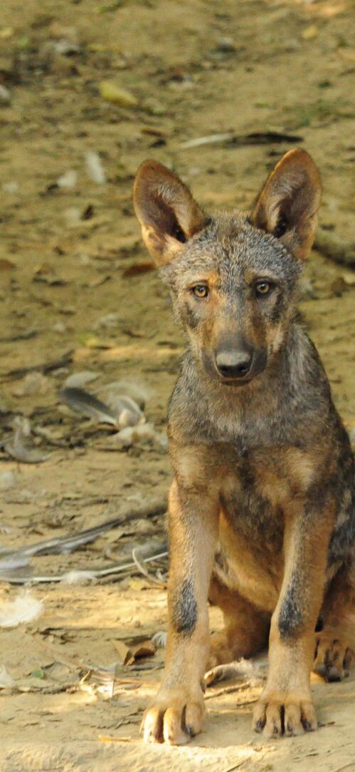 Обои природа щенок дикая природа на рабочий стол