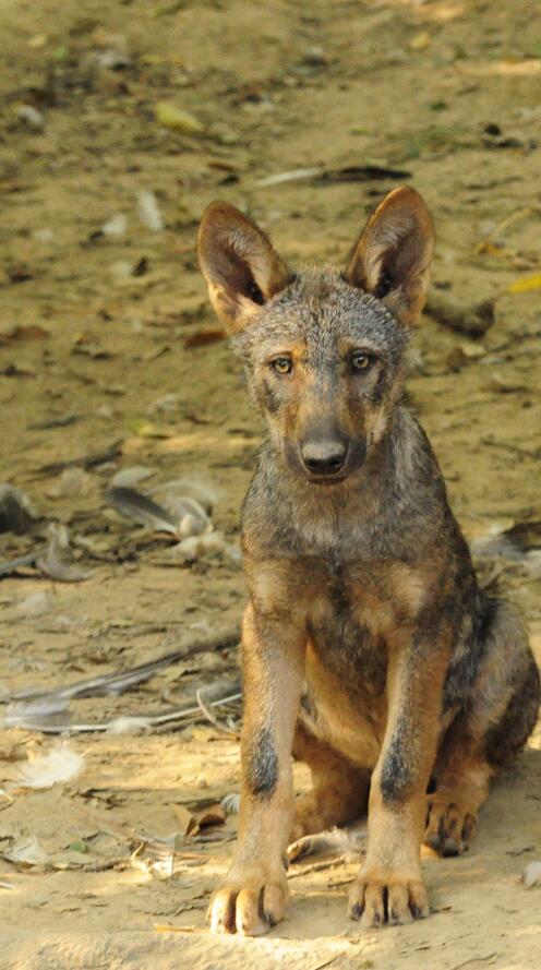 Обои природа щенок дикая природа на рабочий стол