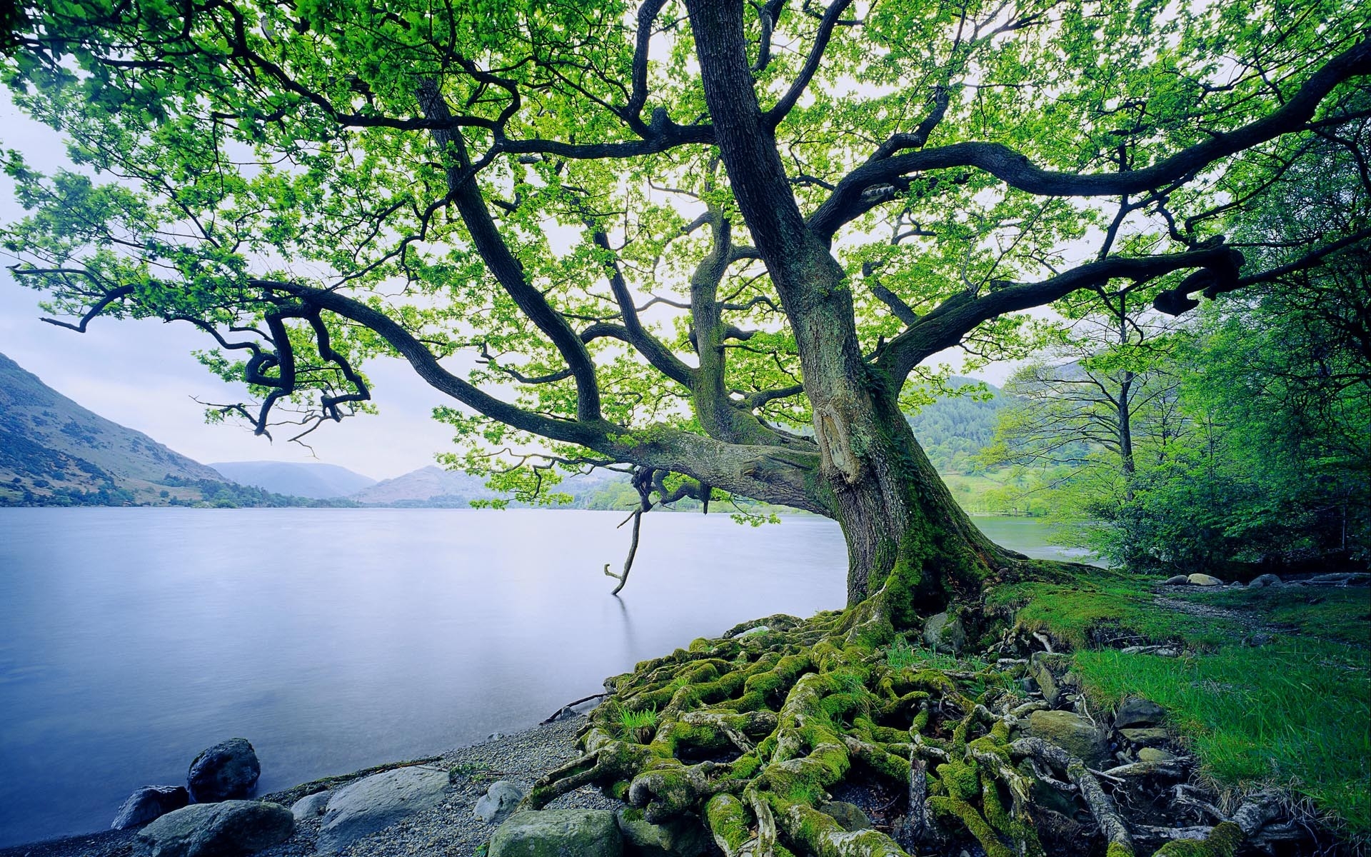 Free photo A big old tree on the riverbank