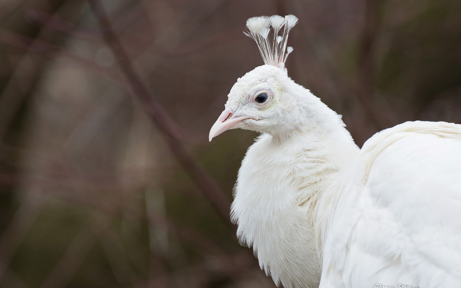 免费照片一只白色的鸟，头上有一个徽章。